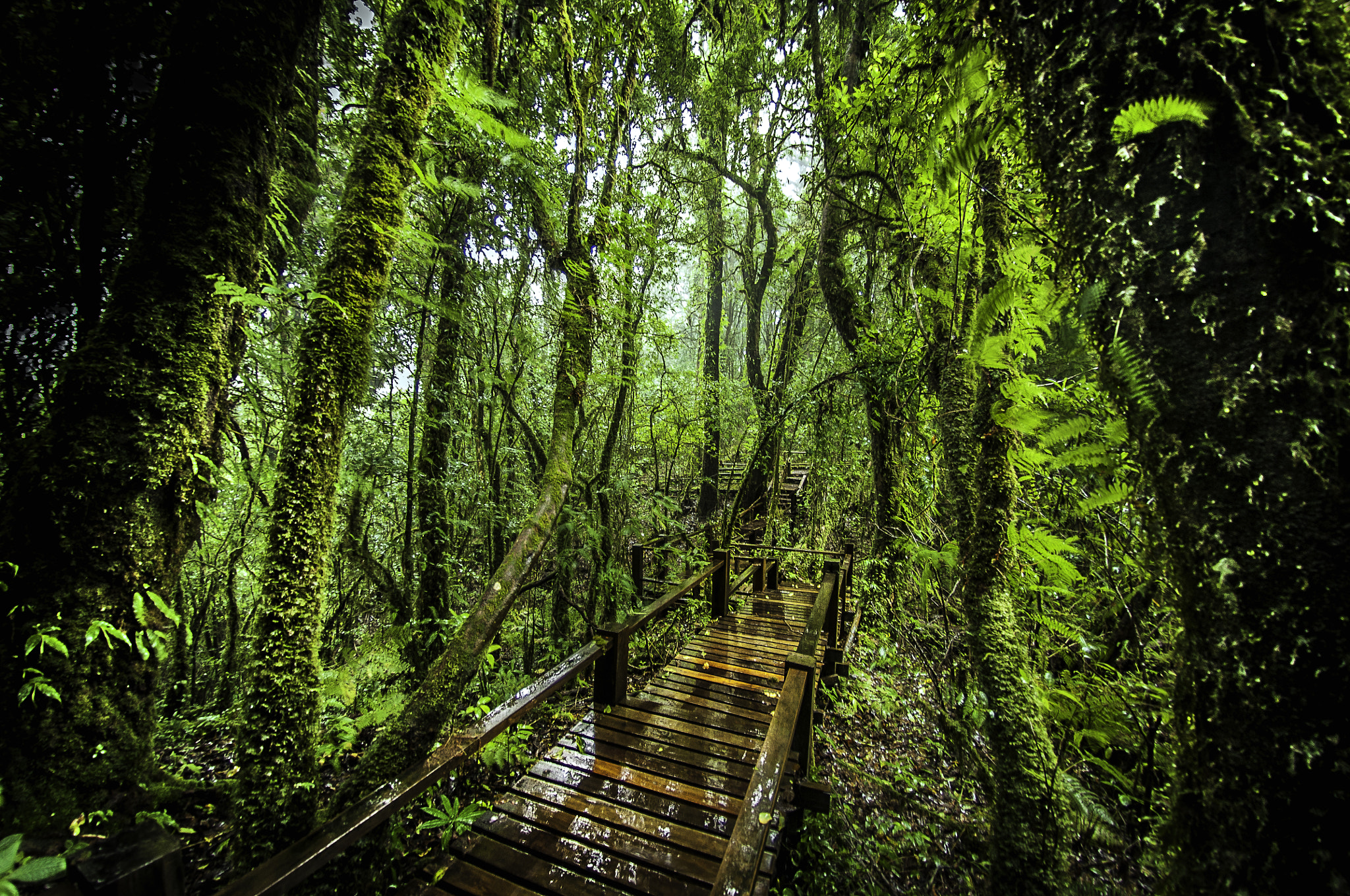 Nikon AF DX Fisheye-Nikkor 10.5mm F2.8G ED sample photo. Forest photography