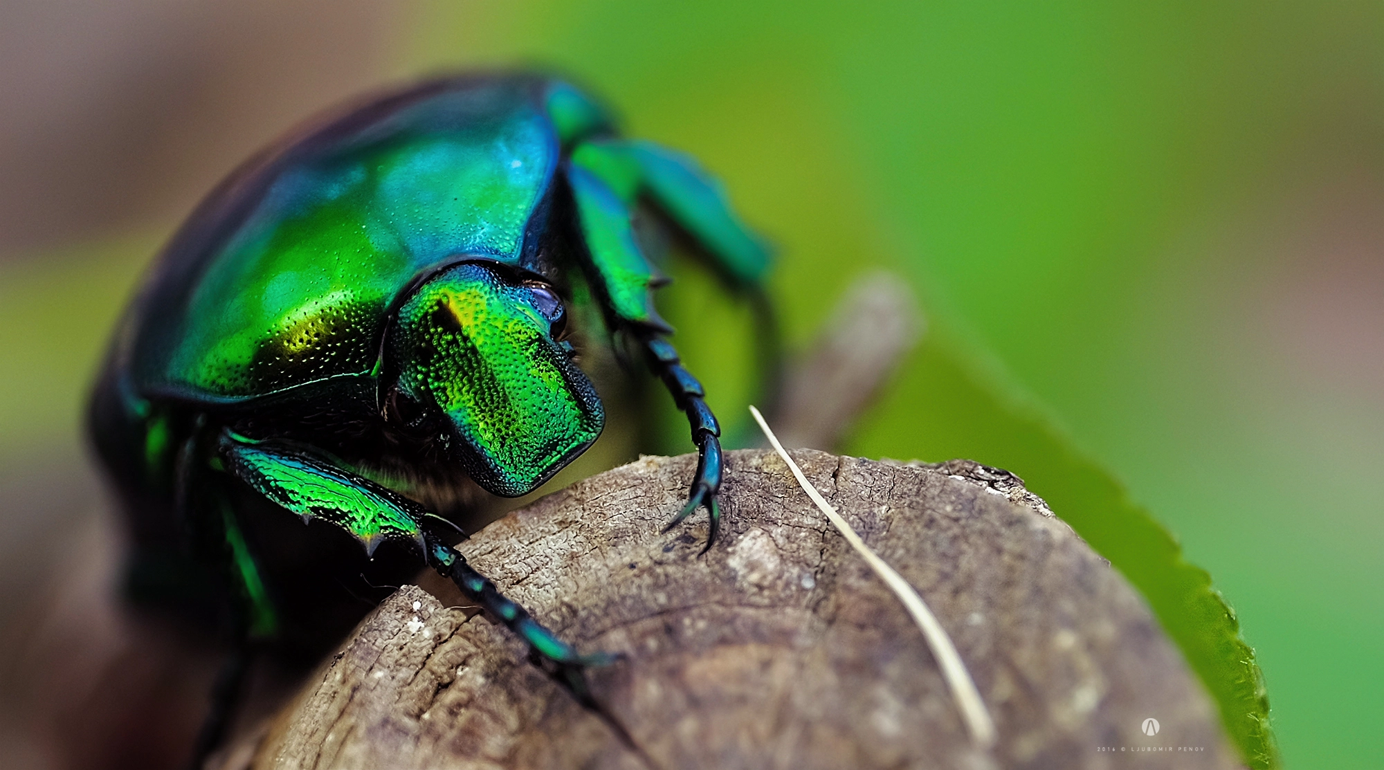Fujifilm X-T1 + ZEISS Touit 50mm F2.8 sample photo. Green beetle 2 photography