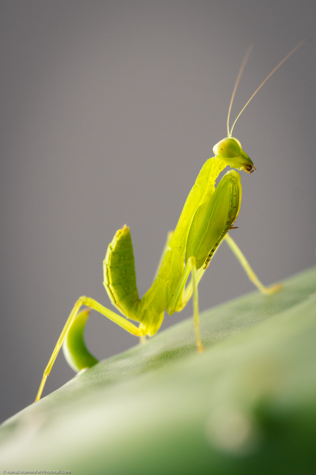 Canon EF-S 60mm F2.8 Macro USM sample photo. Strike a pose photography