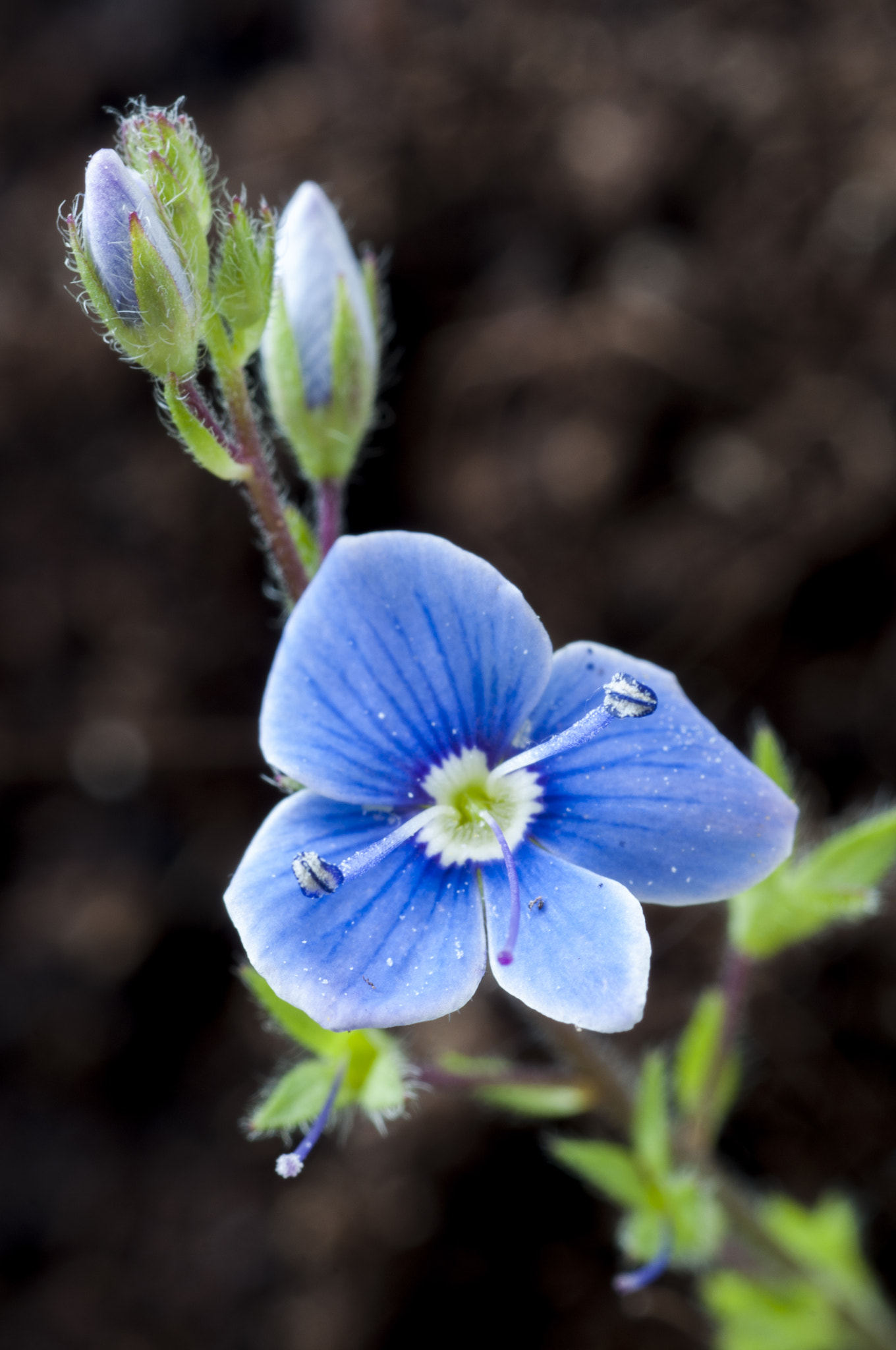 Tamron SP AF 90mm F2.8 Di Macro sample photo. Occhi blu photography