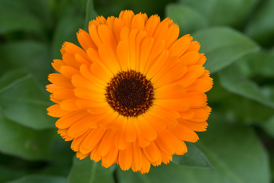 Sigma 30mm F1.4 EX DC HSM sample photo. Orange sun flower small photography