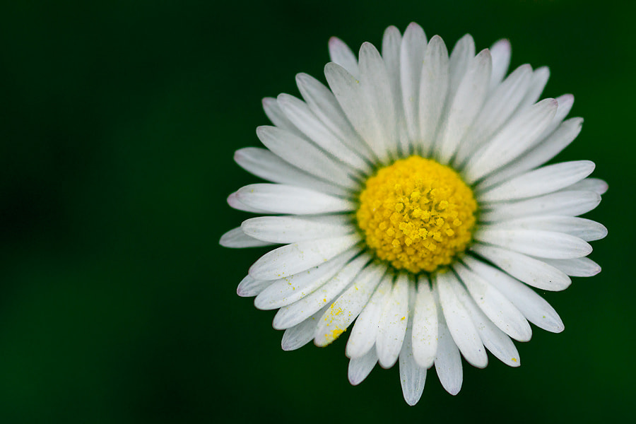 Sigma 30mm F1.4 EX DC HSM sample photo. Sun paquerette small photography