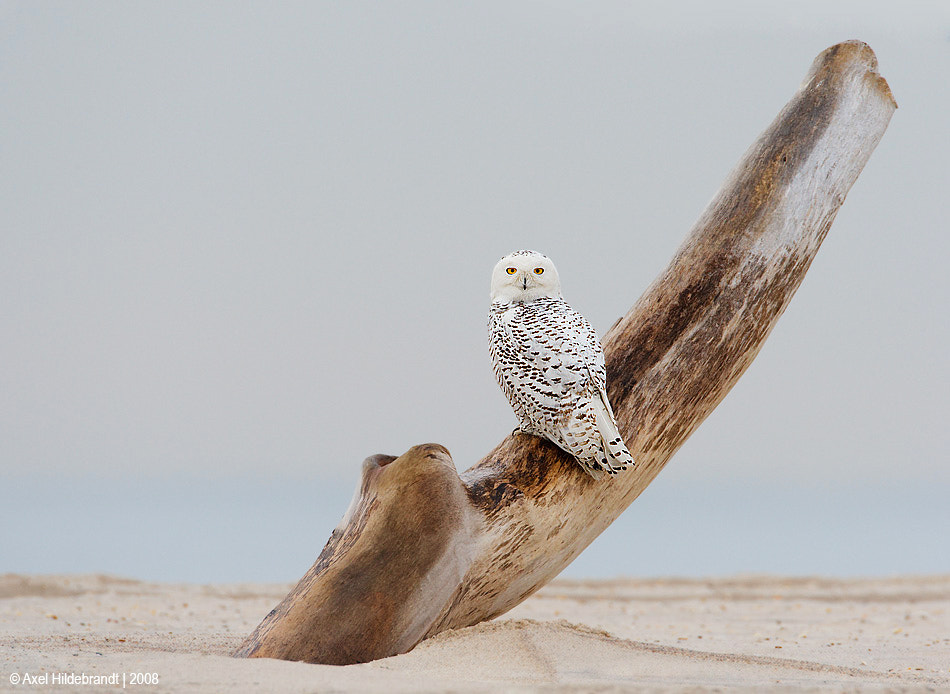 Canon EF 500mm F4L IS USM sample photo. Snowy owl on driftwood photography