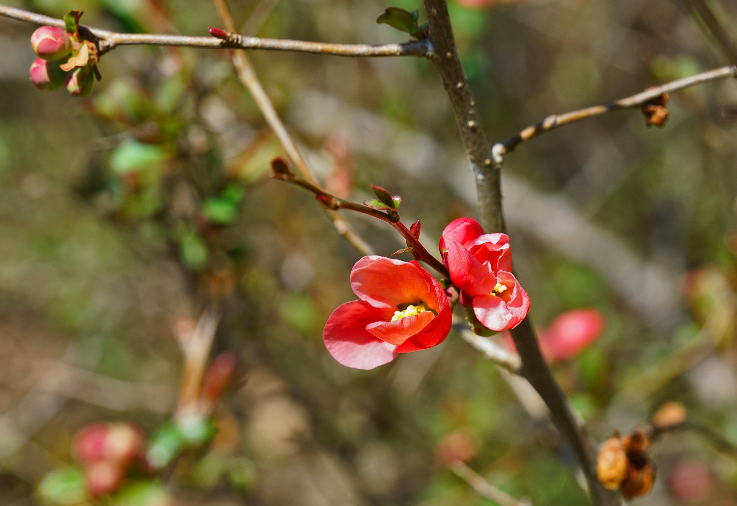 100mm F2.8 SSM sample photo. Wild quince - on time photography