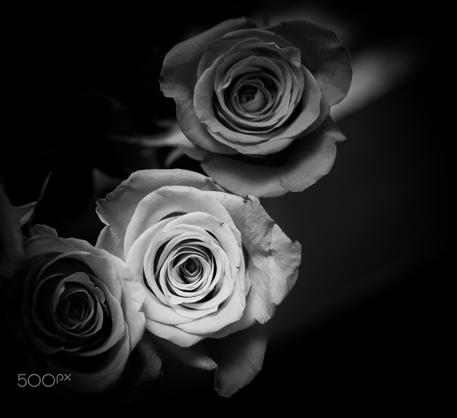 Nikon D300 + Sigma 30mm F1.4 EX DC HSM sample photo. Subtle roses photography