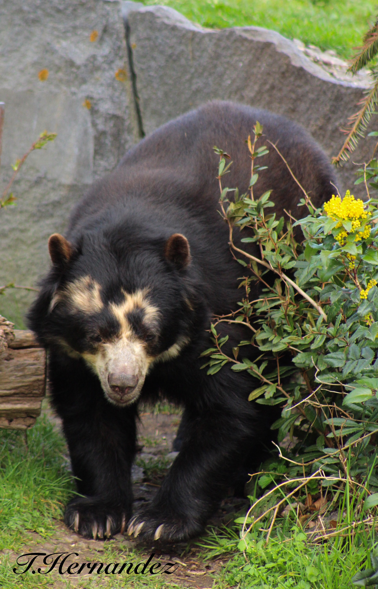 Canon EOS 700D (EOS Rebel T5i / EOS Kiss X7i) + Canon EF75-300mm f/4-5.6 USM sample photo. Wilhelma zoo photography