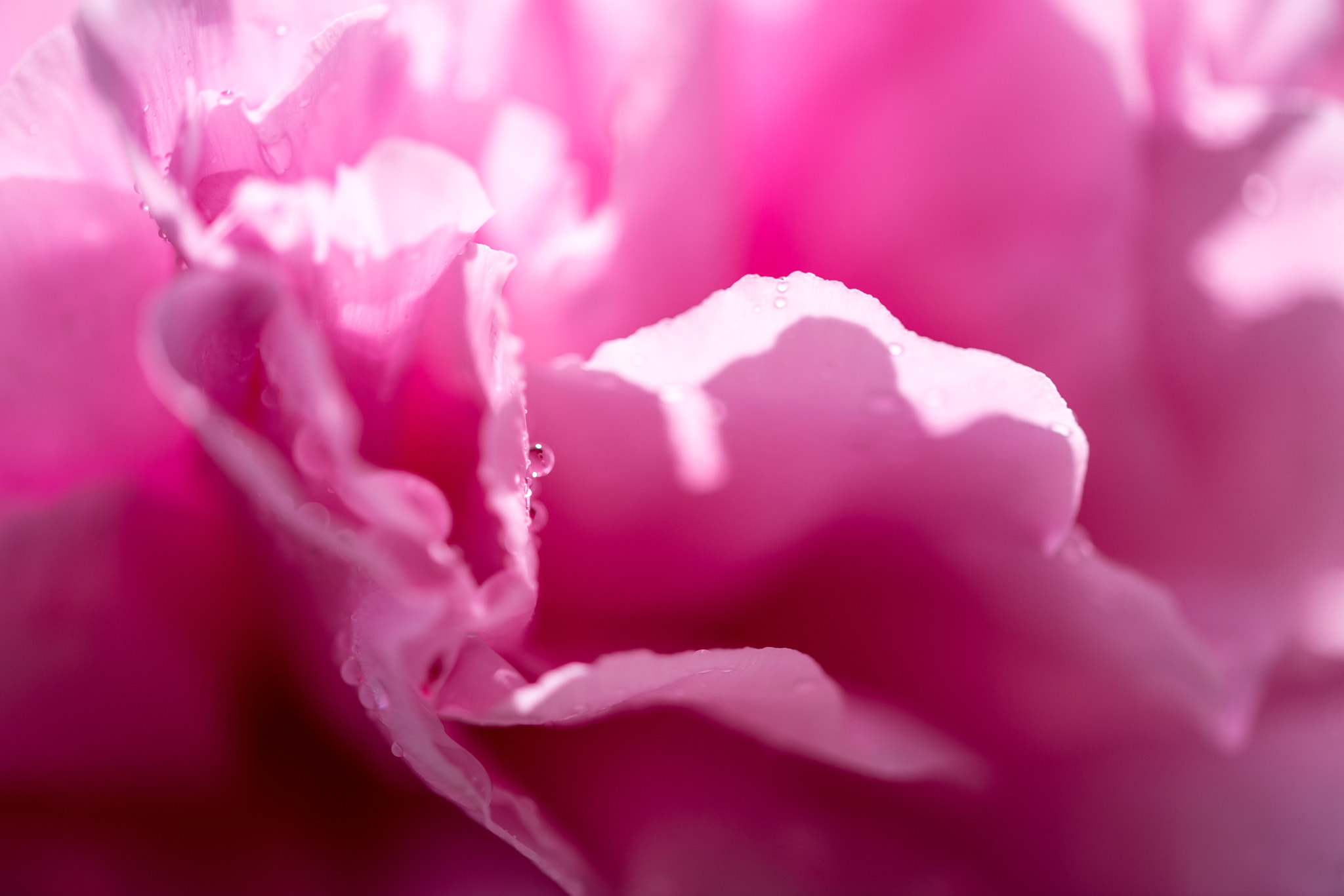 Sigma 105mm F2.8 EX DG OS HSM sample photo. Peony photography