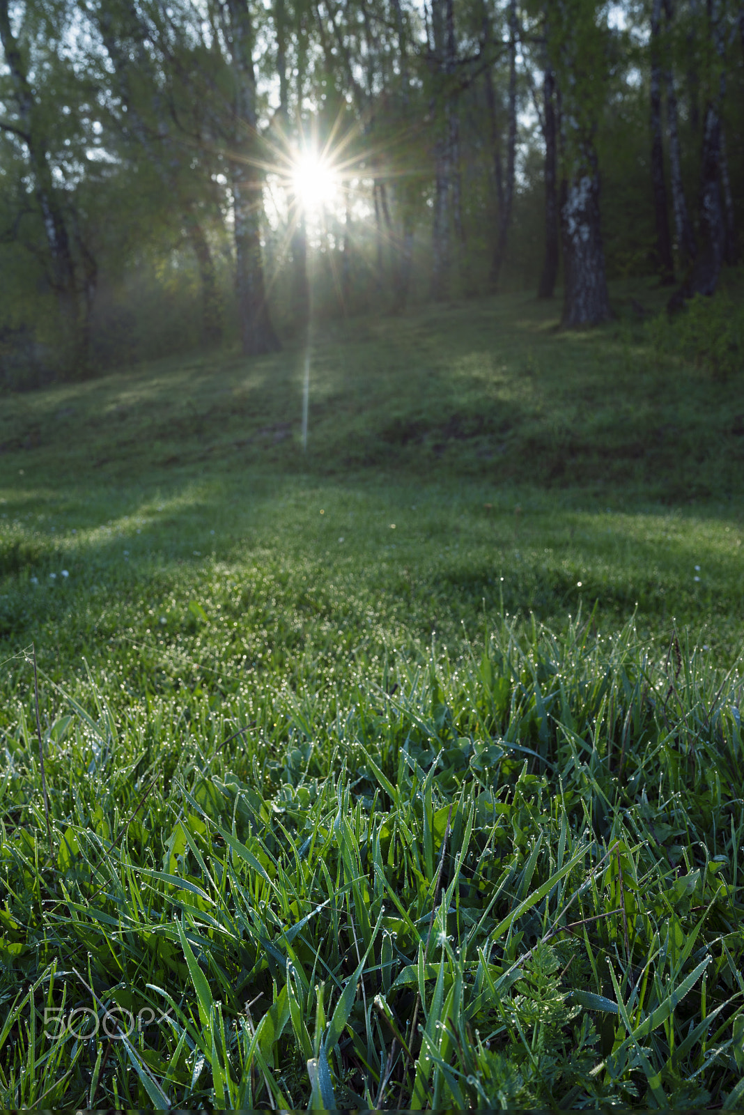 Sony a7R + Sony Distagon T* FE 35mm F1.4 ZA sample photo. Sunset in the spring forest photography