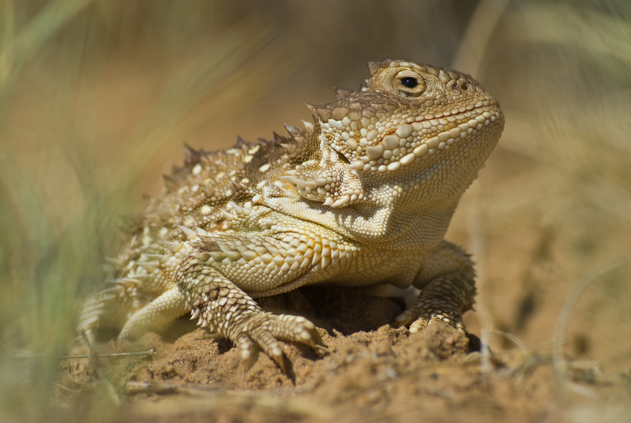 Sigma 70-210mm F4-5.6 UC-II sample photo. Greater short-horned lizard, phrynosoma hernandesi photography