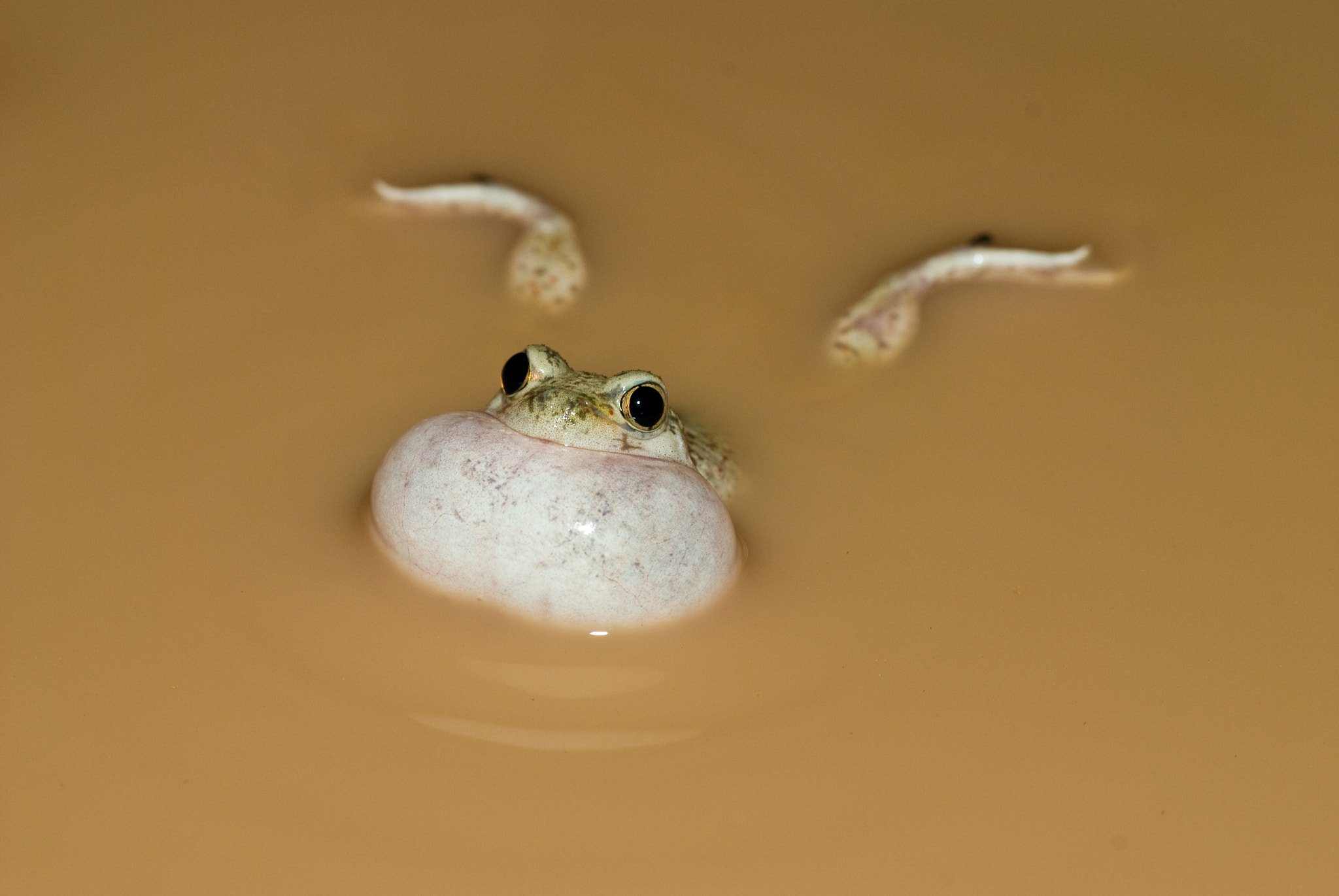 Nikon AF-Nikkor 80-200mm F2.8D ED sample photo. Calling chihuahuan desert spadefoot, new mexico. photography