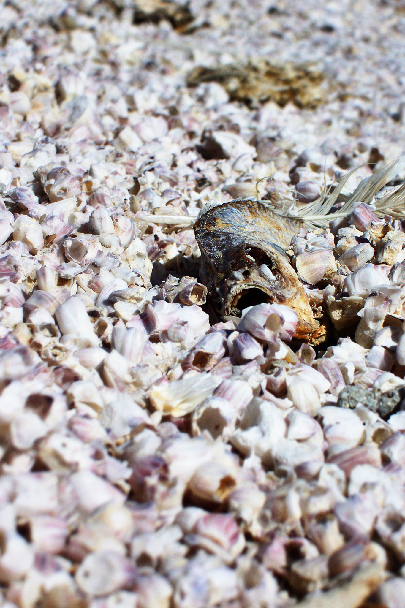 Kodak V1253 ZOOM DIGITAL CAMERA sample photo. Salton beach photography