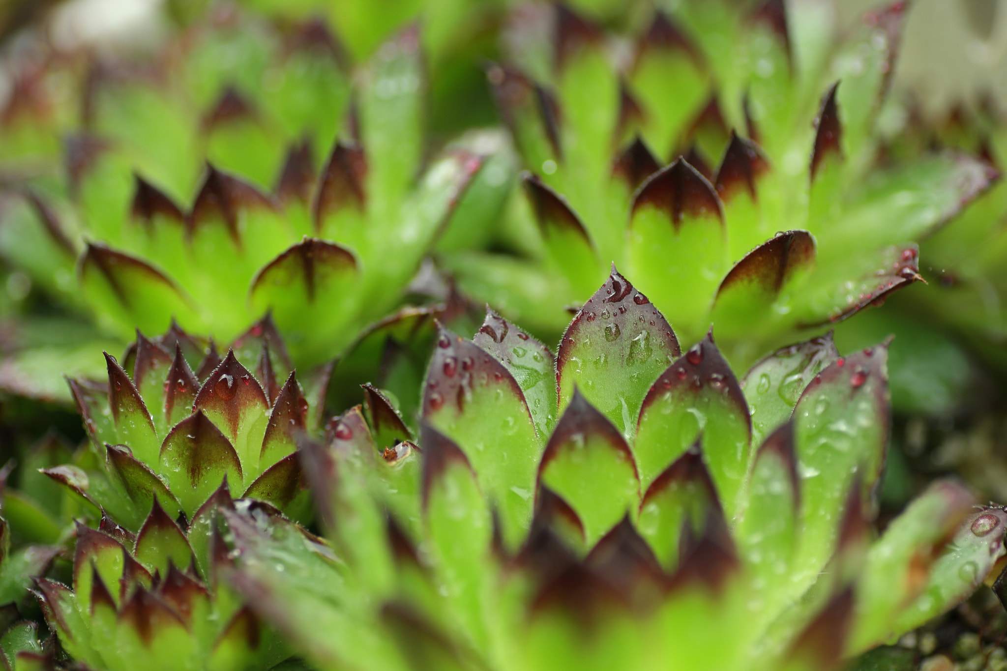 Canon EOS-1D Mark III + Tamron SP AF 90mm F2.8 Di Macro sample photo. Succulents photography