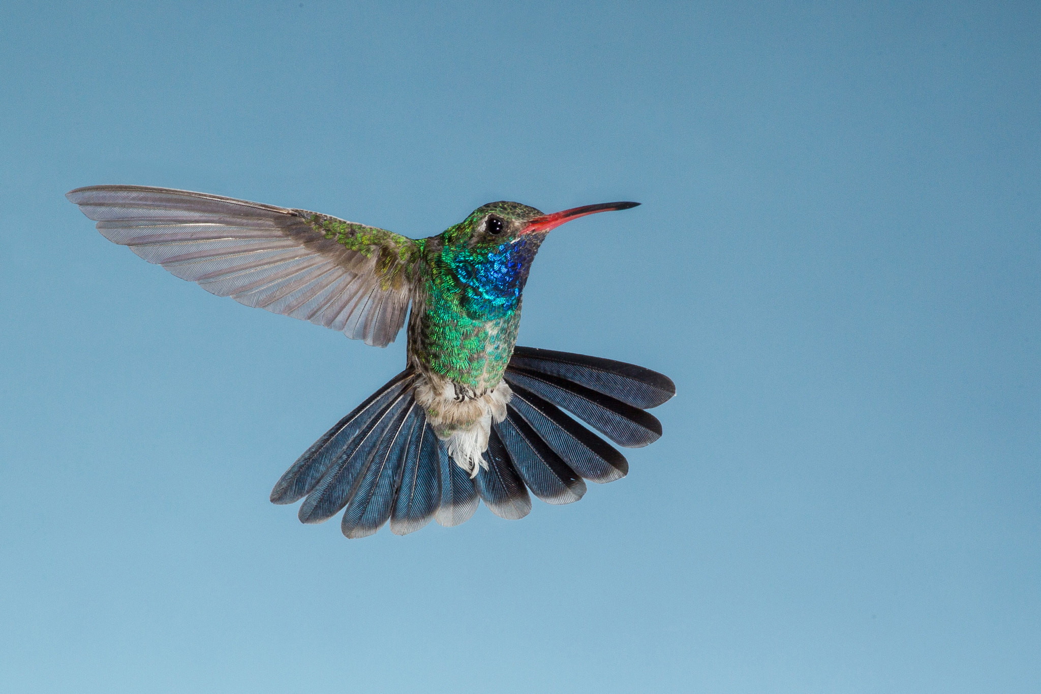 Canon EOS-1D Mark IV sample photo. Broad billed hummingbird photography