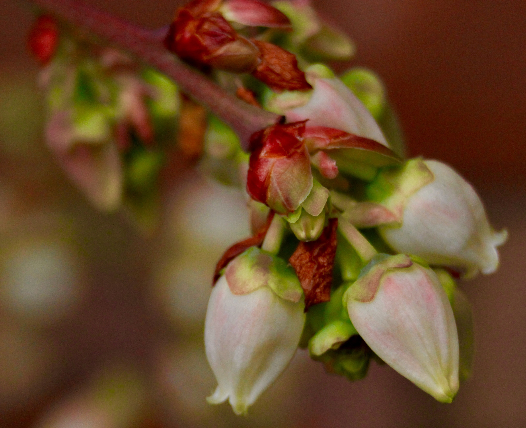 Canon EF-S 18-55mm F3.5-5.6 sample photo. Blueberry blossom photography