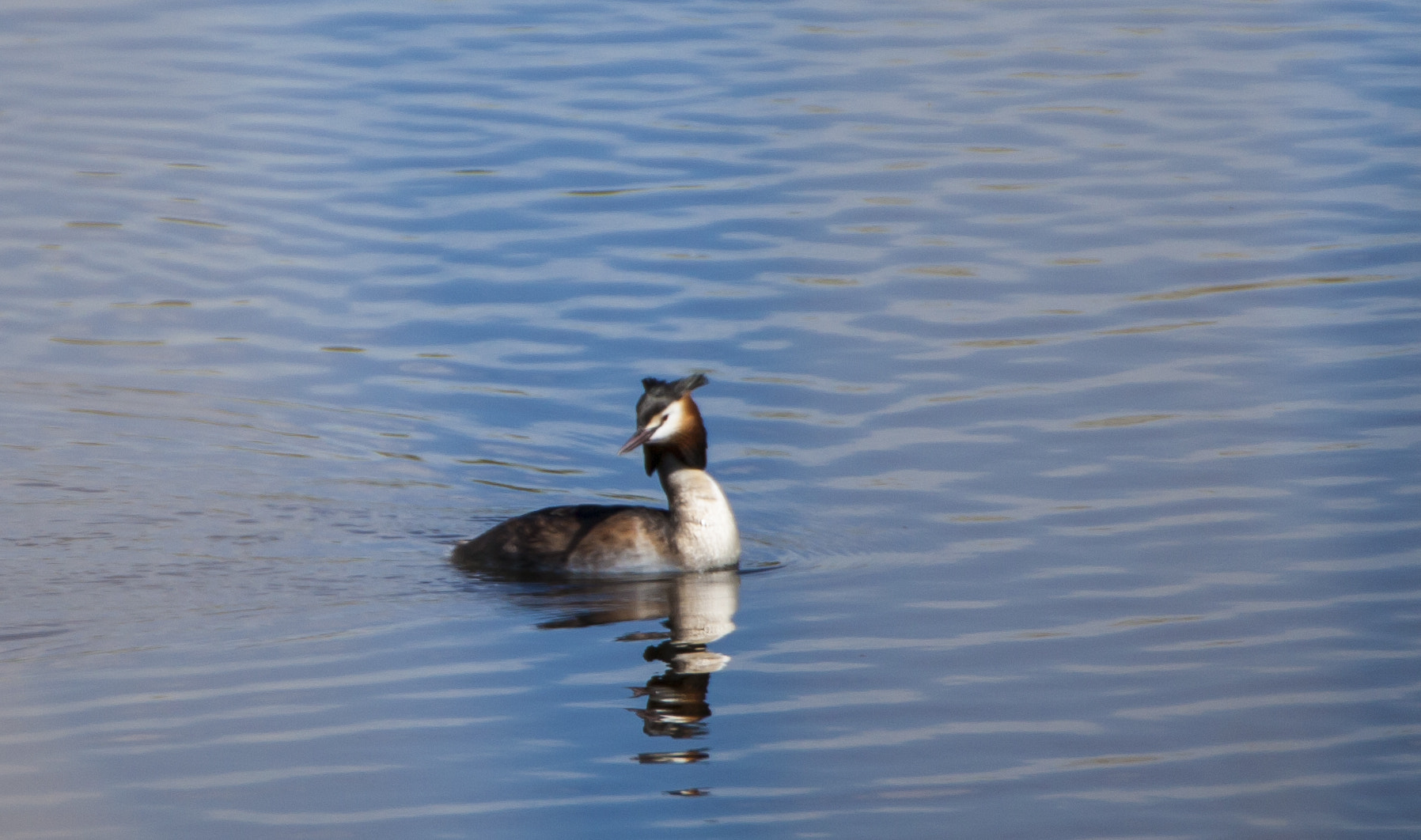 Tamron SP 35mm F1.8 Di VC USD sample photo. Somormujo lavanco (podiceps cristatus) photography