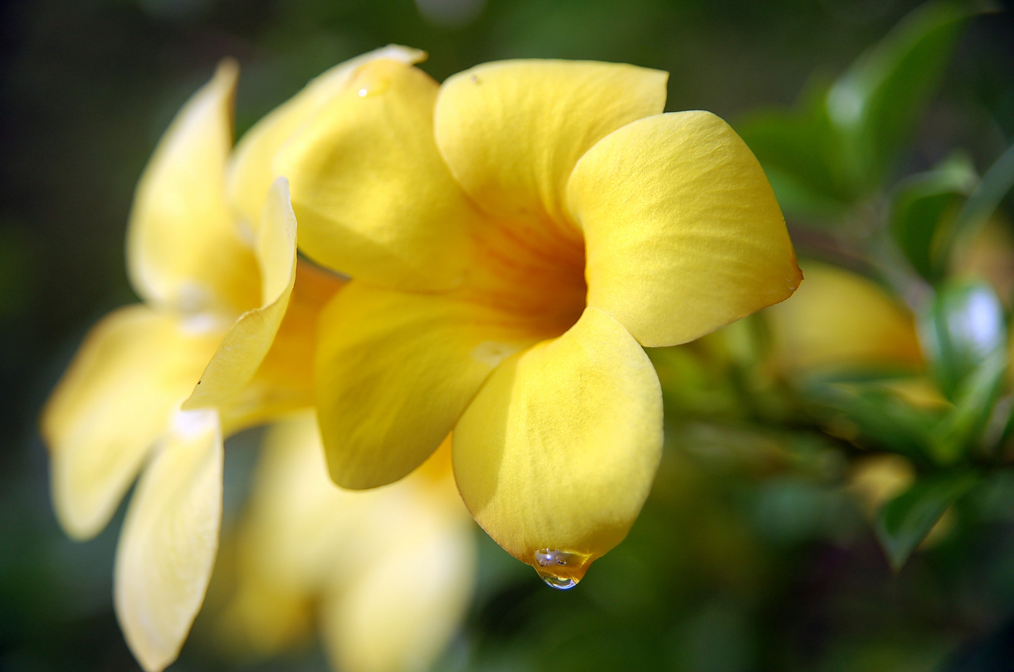 Sigma 17-70mm F2.8-4.5 DC Macro Asp. IF sample photo. Cdbbo photography