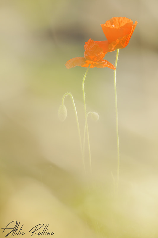 Canon EOS 50D + Sigma 105mm F2.8 EX DG Macro sample photo. Toccami photography