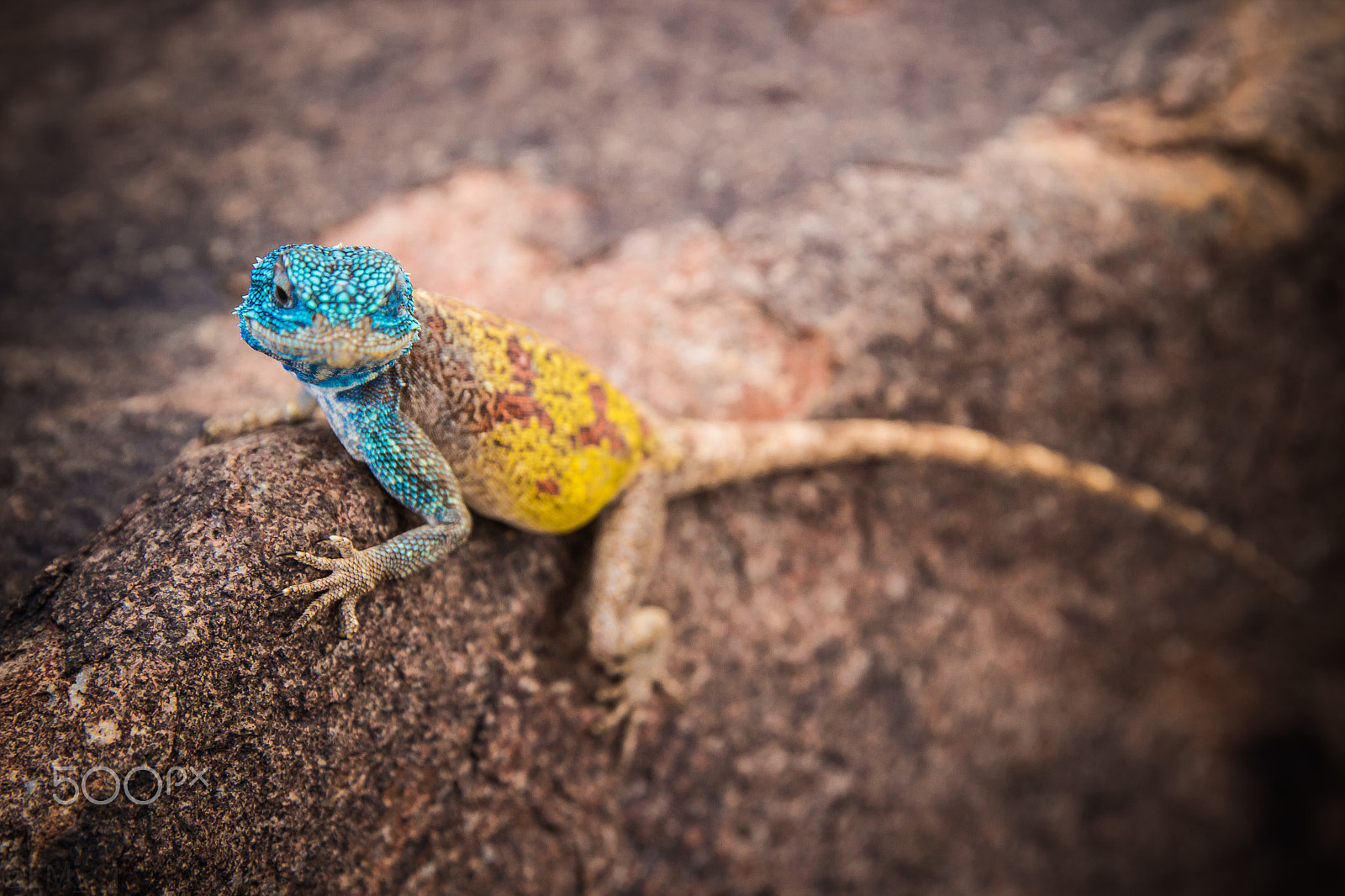 Canon EOS 600D (Rebel EOS T3i / EOS Kiss X5) sample photo. Agama on the rocks photography