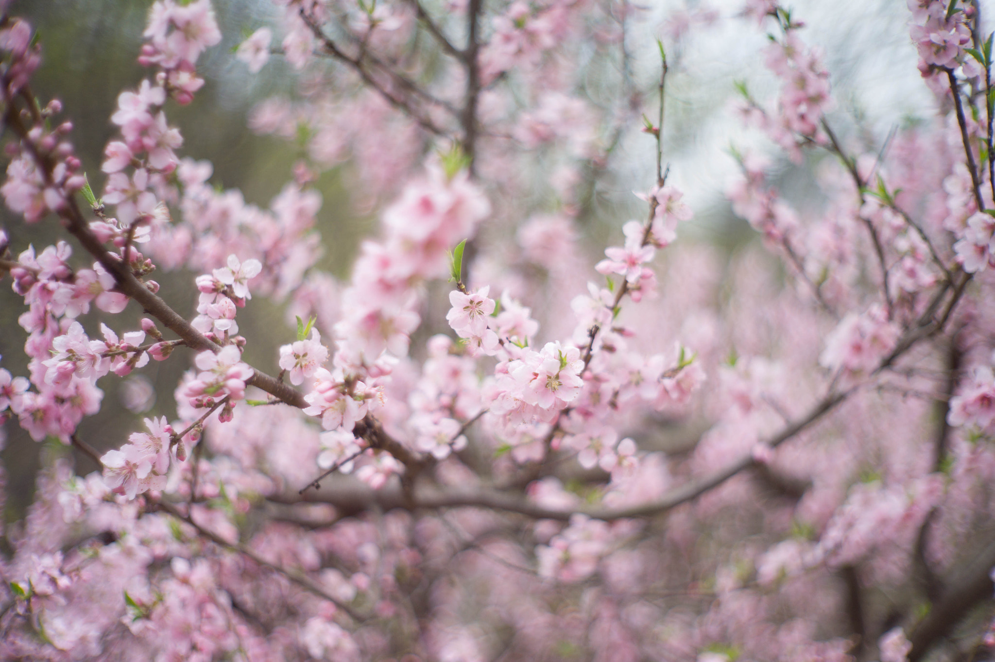 Noctilux-M 50mm f/1 sample photo. Spring magic photography