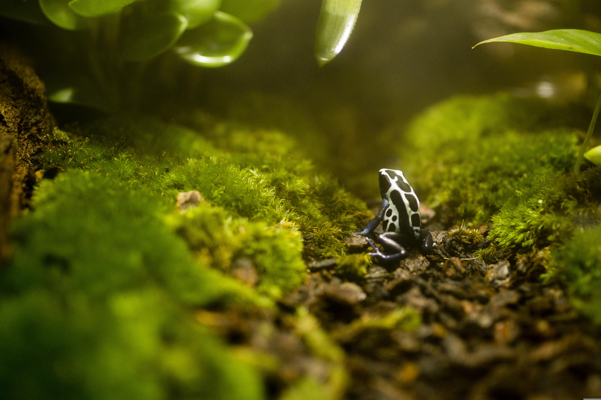 Sony SLT-A77 + Sigma 35mm F1.4 DG HSM Art sample photo. Frog on a dreamy path photography