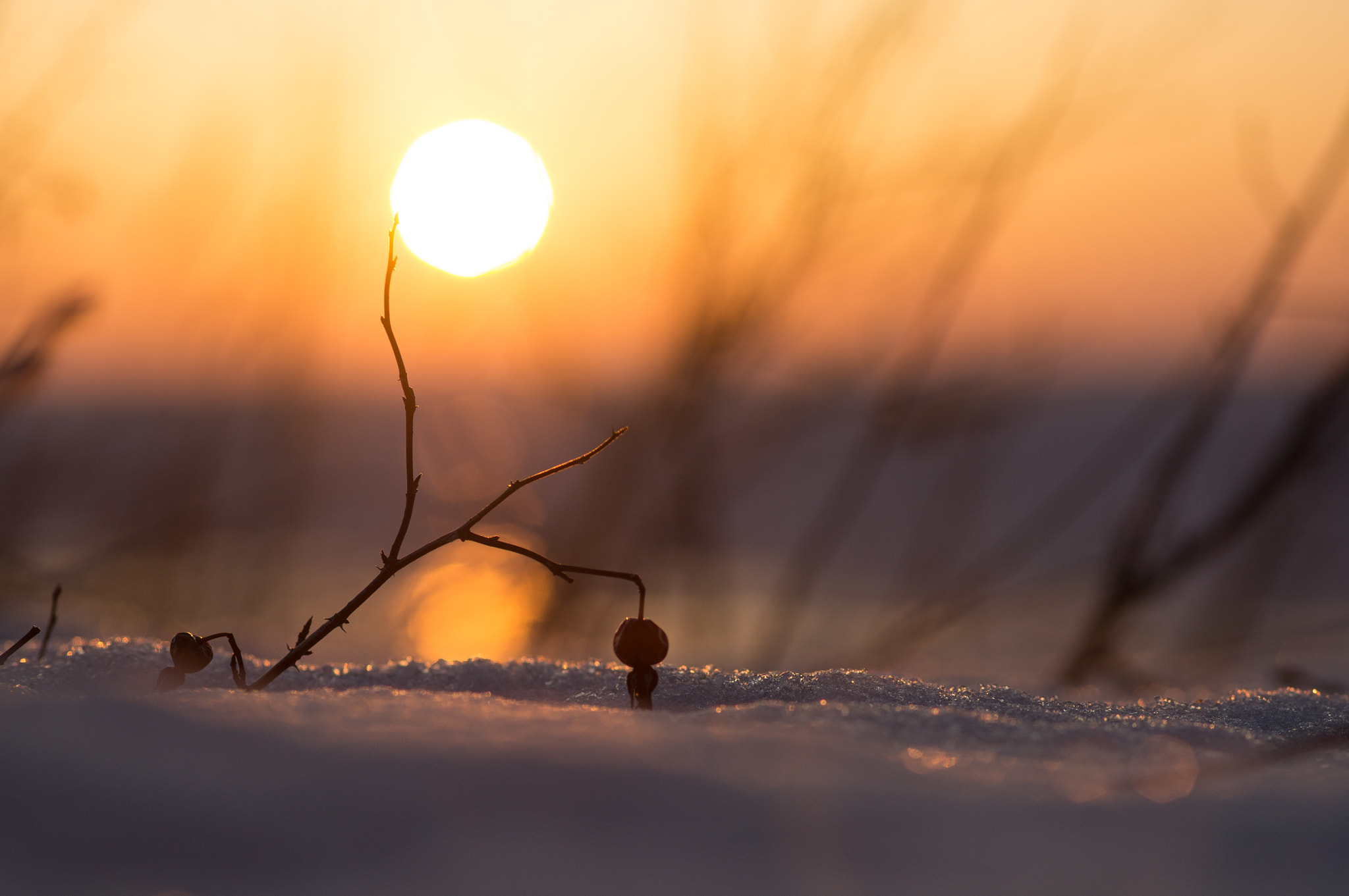 Sony Alpha DSLR-A580 + Sigma AF 105mm F2.8 EX [DG] Macro sample photo. ***** photography