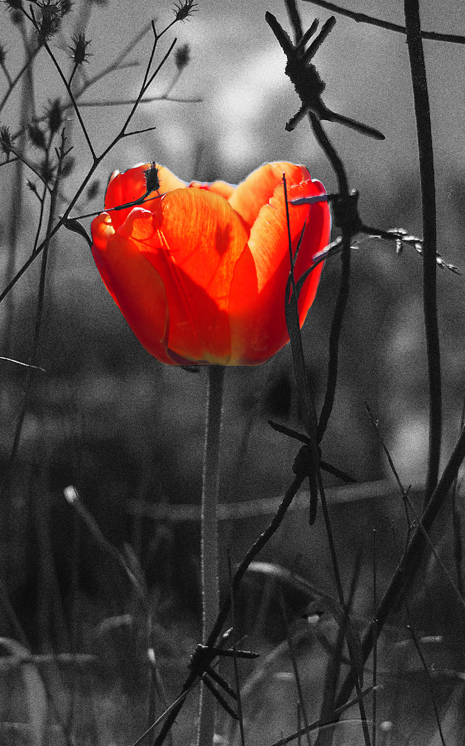 Nikon D90 + Nikon AF Nikkor 24mm F2.8D sample photo. The flower of freedom photography