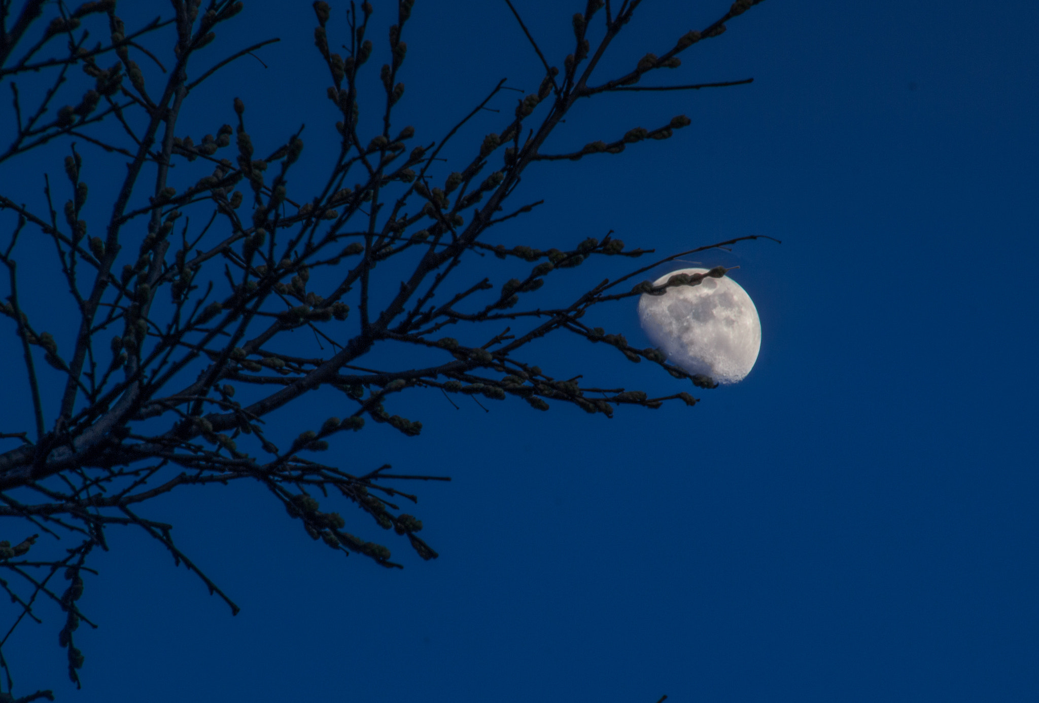 Canon EOS 550D (EOS Rebel T2i / EOS Kiss X4) sample photo. Moon and tree photography