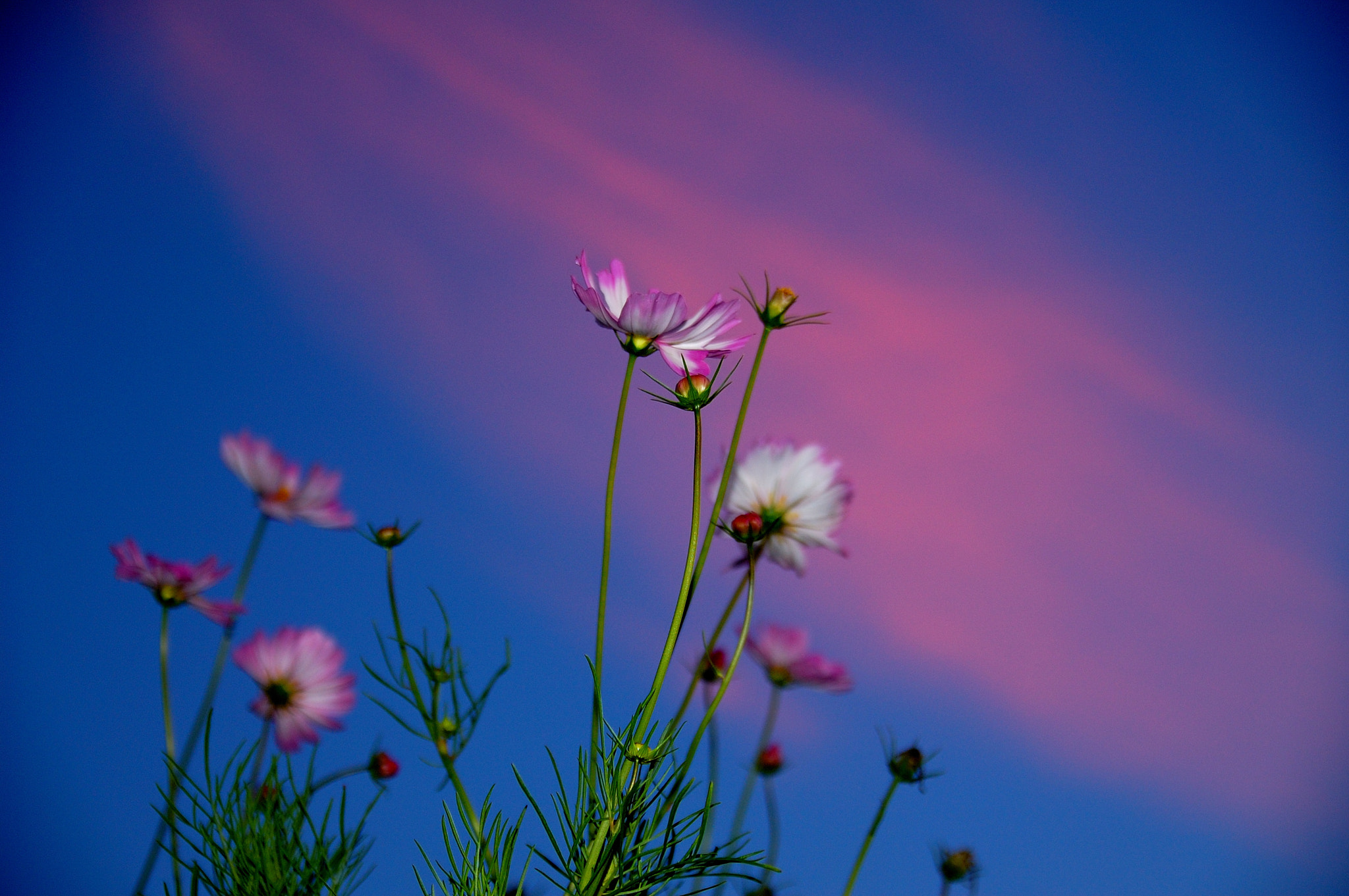 Nikon D40 + Sigma 18-50mm F2.8 EX DC Macro sample photo. Flowers against the sky photography