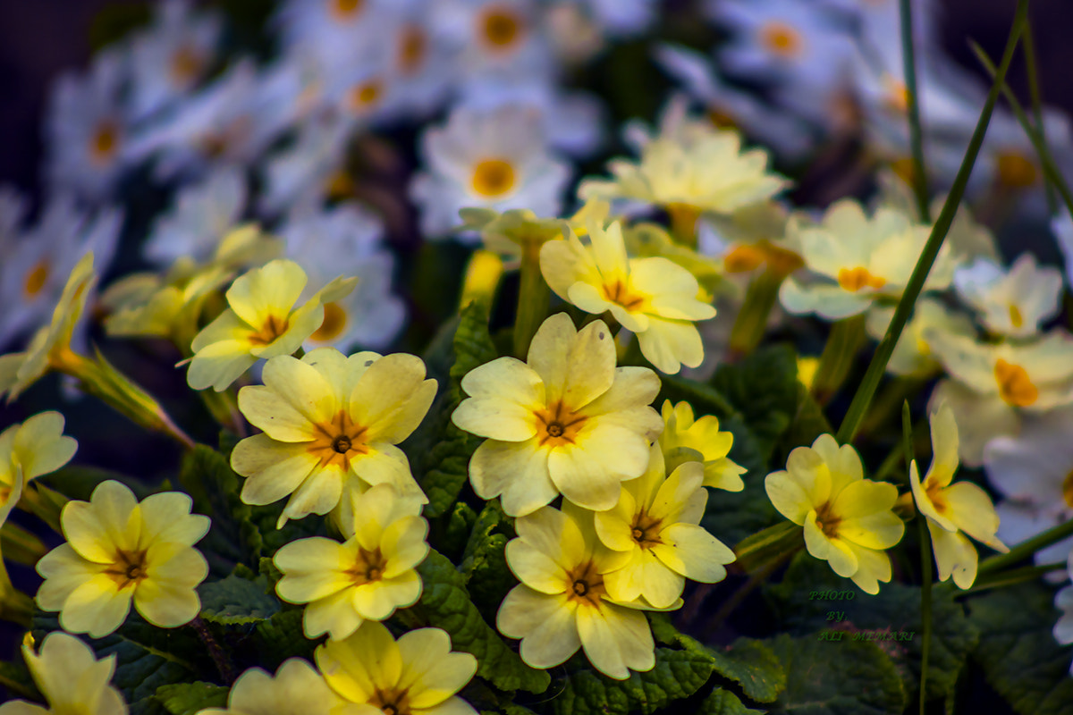 Canon EOS 760D (EOS Rebel T6s / EOS 8000D) + EF75-300mm f/4-5.6 sample photo. Spring flowers photography