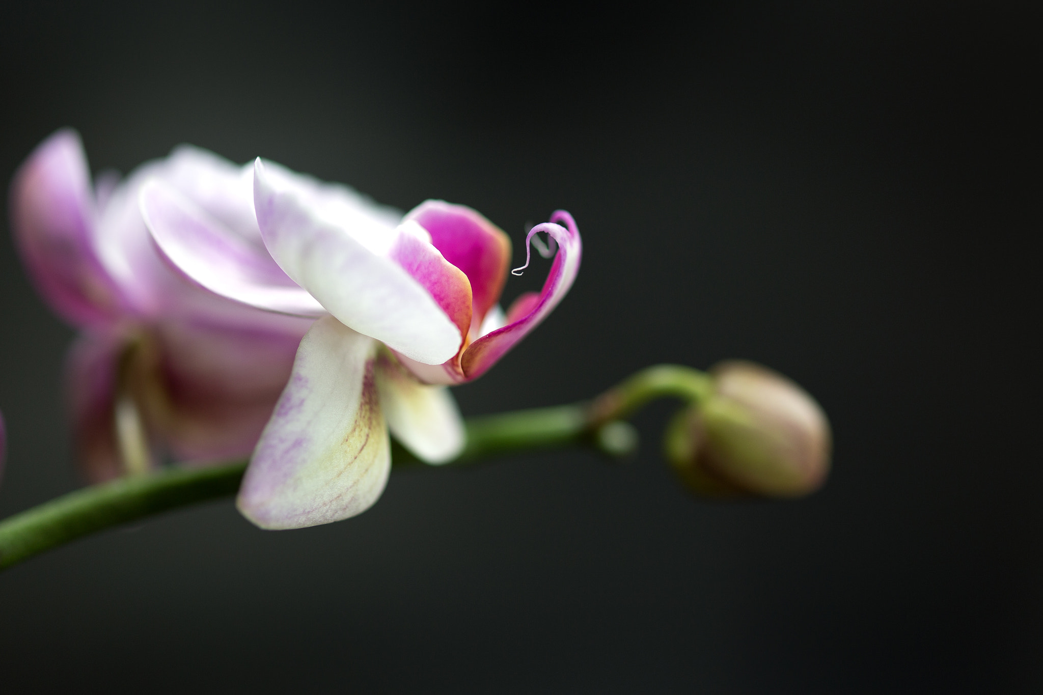 Canon EOS 6D + ZEISS Milvus 100mm F2 Macro sample photo. Tendril photography