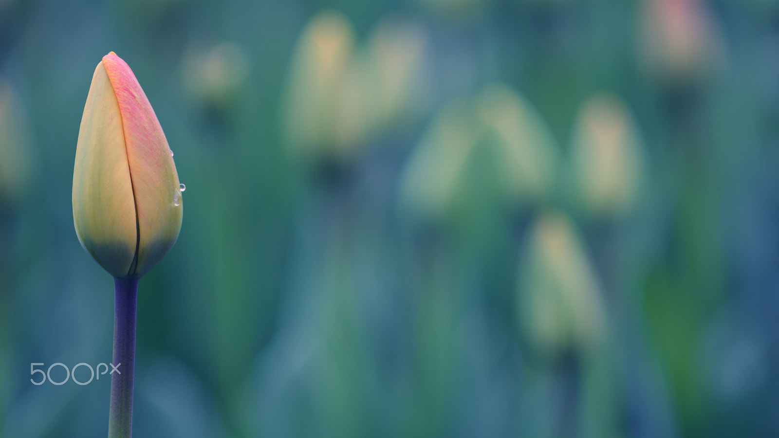 Nikon D7100 + Sigma 105mm F2.8 EX DG Macro sample photo. Tulip-flowering season photography