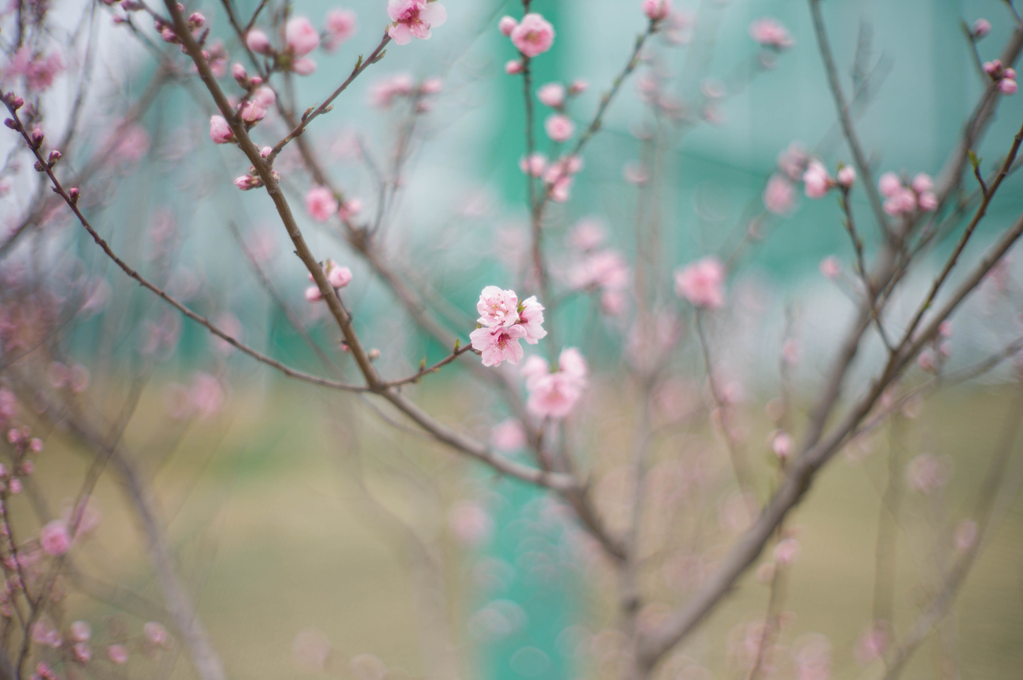 Noctilux-M 50mm f/1 sample photo. Spring magic 2 photography