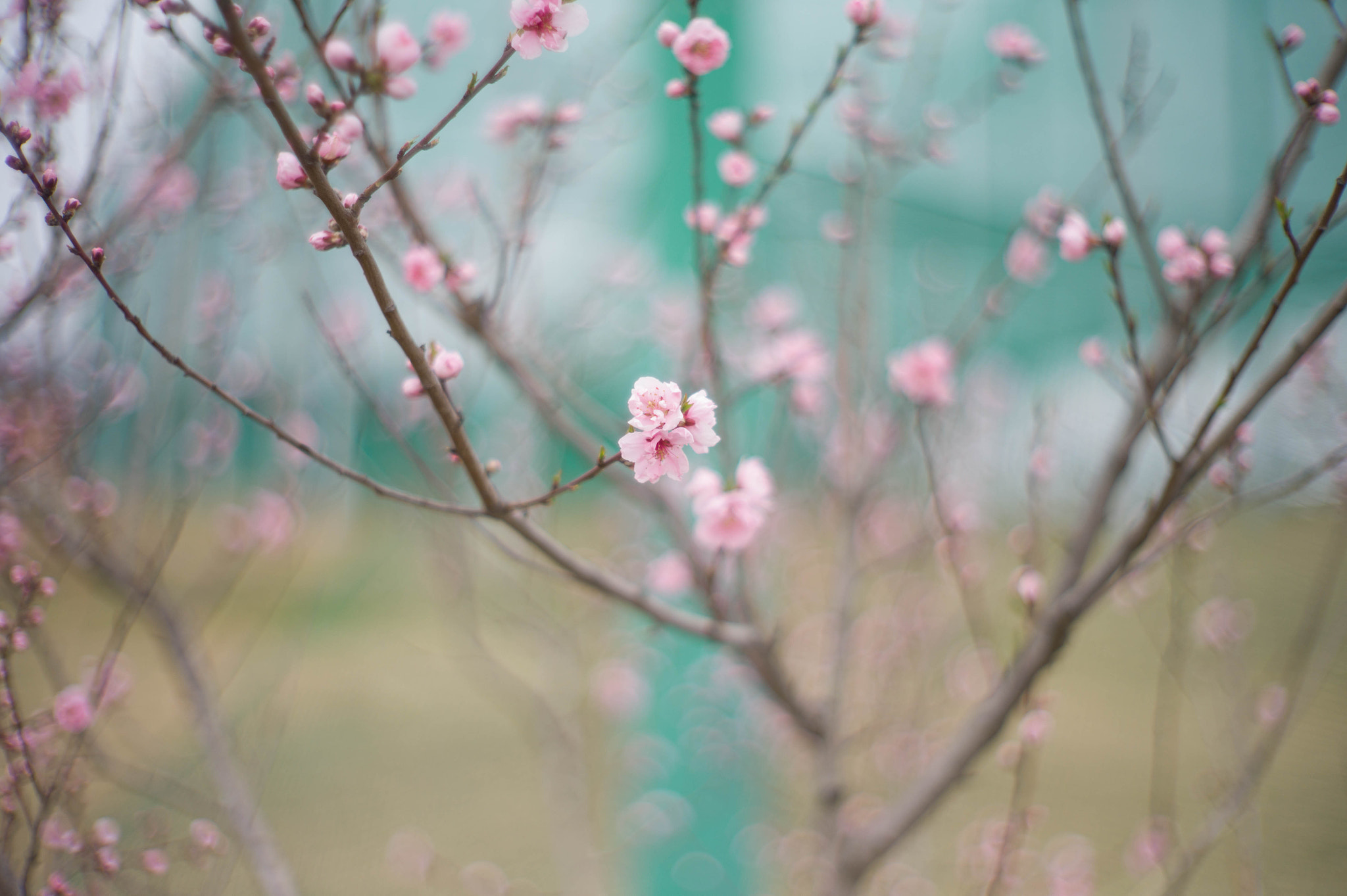 Leica M9 + Noctilux-M 50mm f/1 sample photo. Spring magic 2 photography