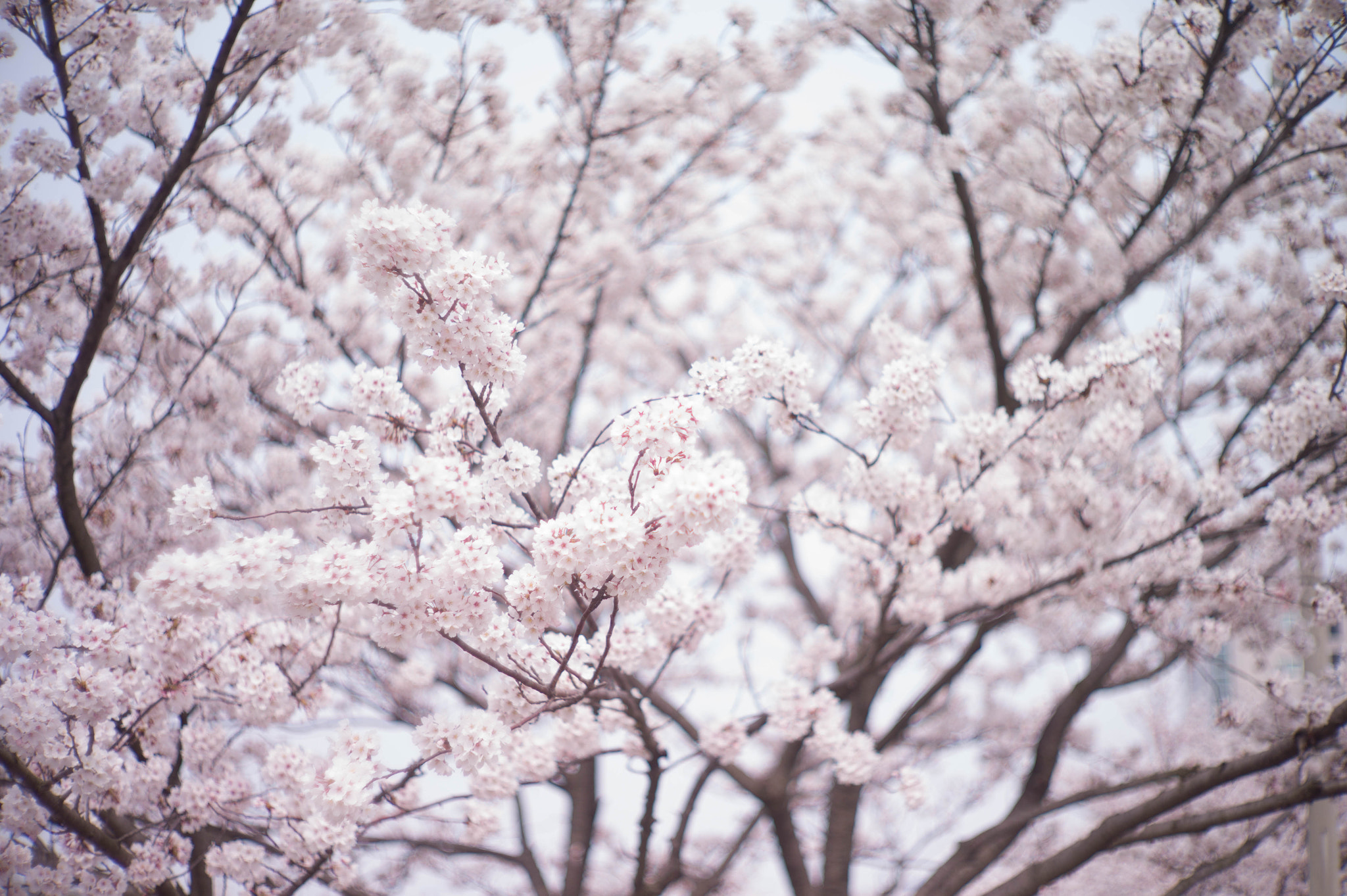 Leica M9 + Noctilux-M 50mm f/1 sample photo. Spring magic 3 photography