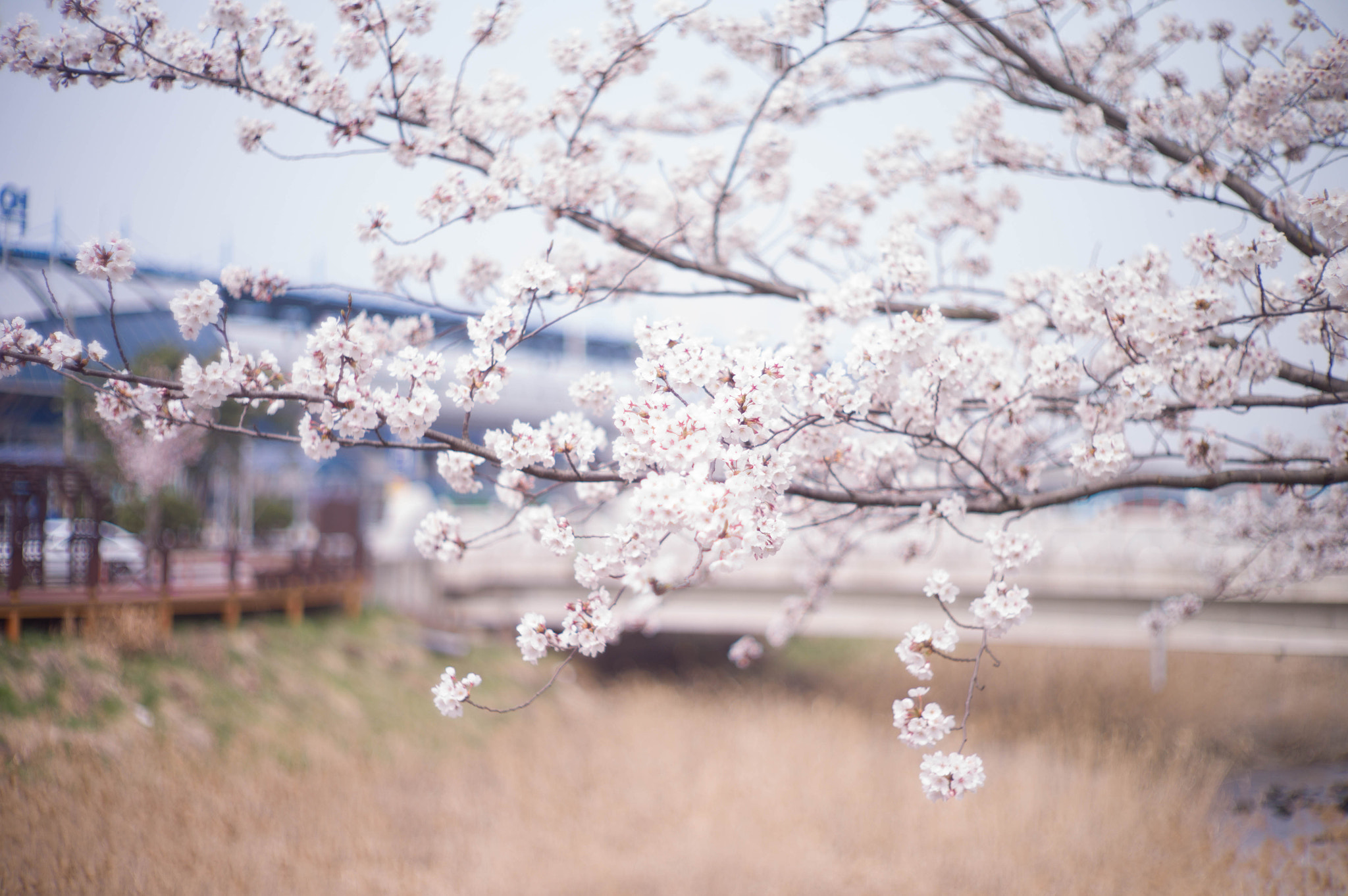Leica M9 + Noctilux-M 50mm f/1 sample photo. Spring magic 4 photography