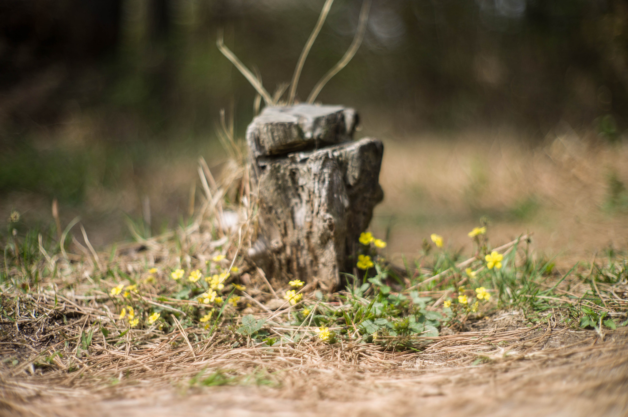 Noctilux-M 50mm f/1 sample photo. Old root photography