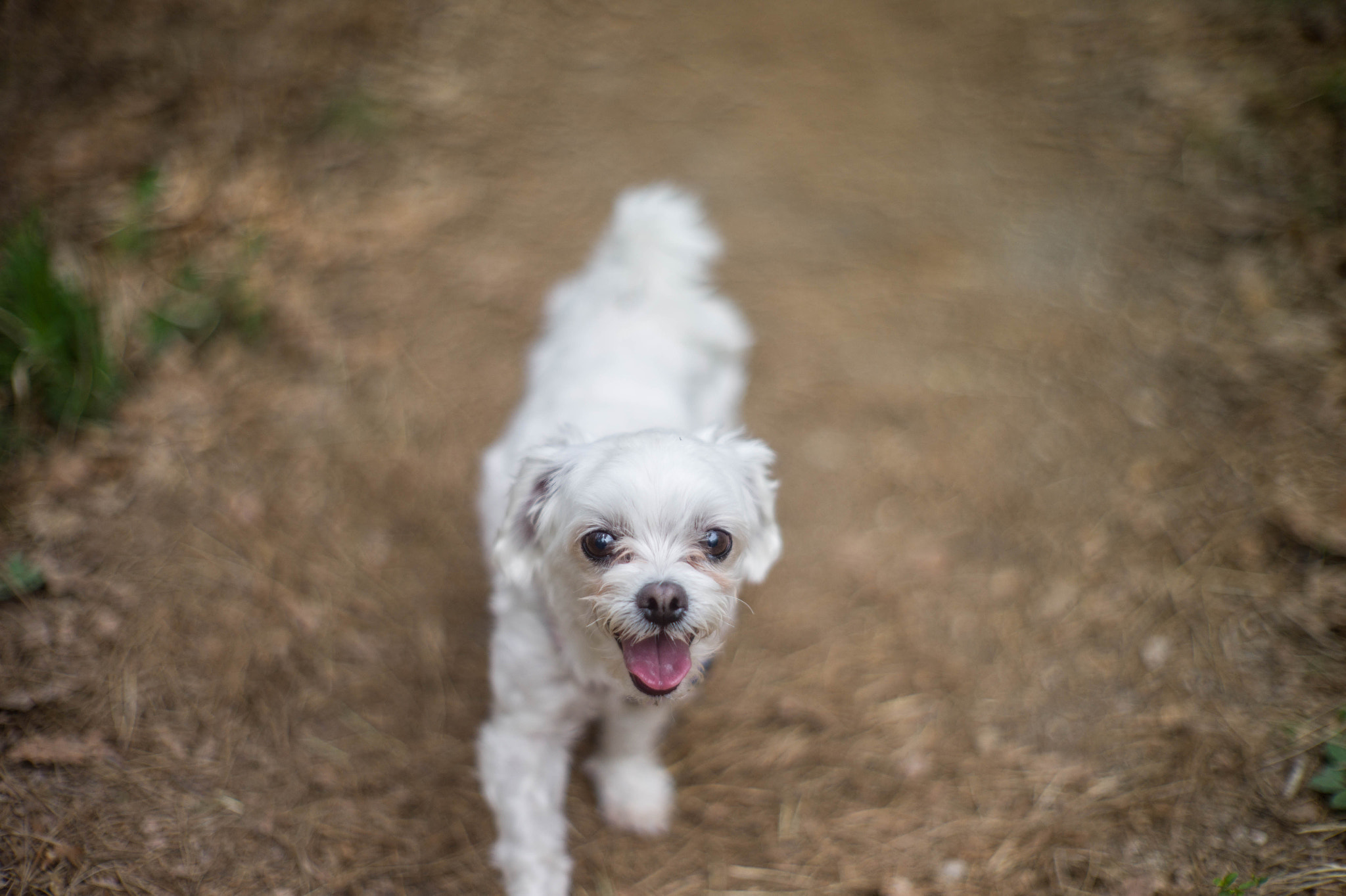 Noctilux-M 50mm f/1 sample photo. Happy photography