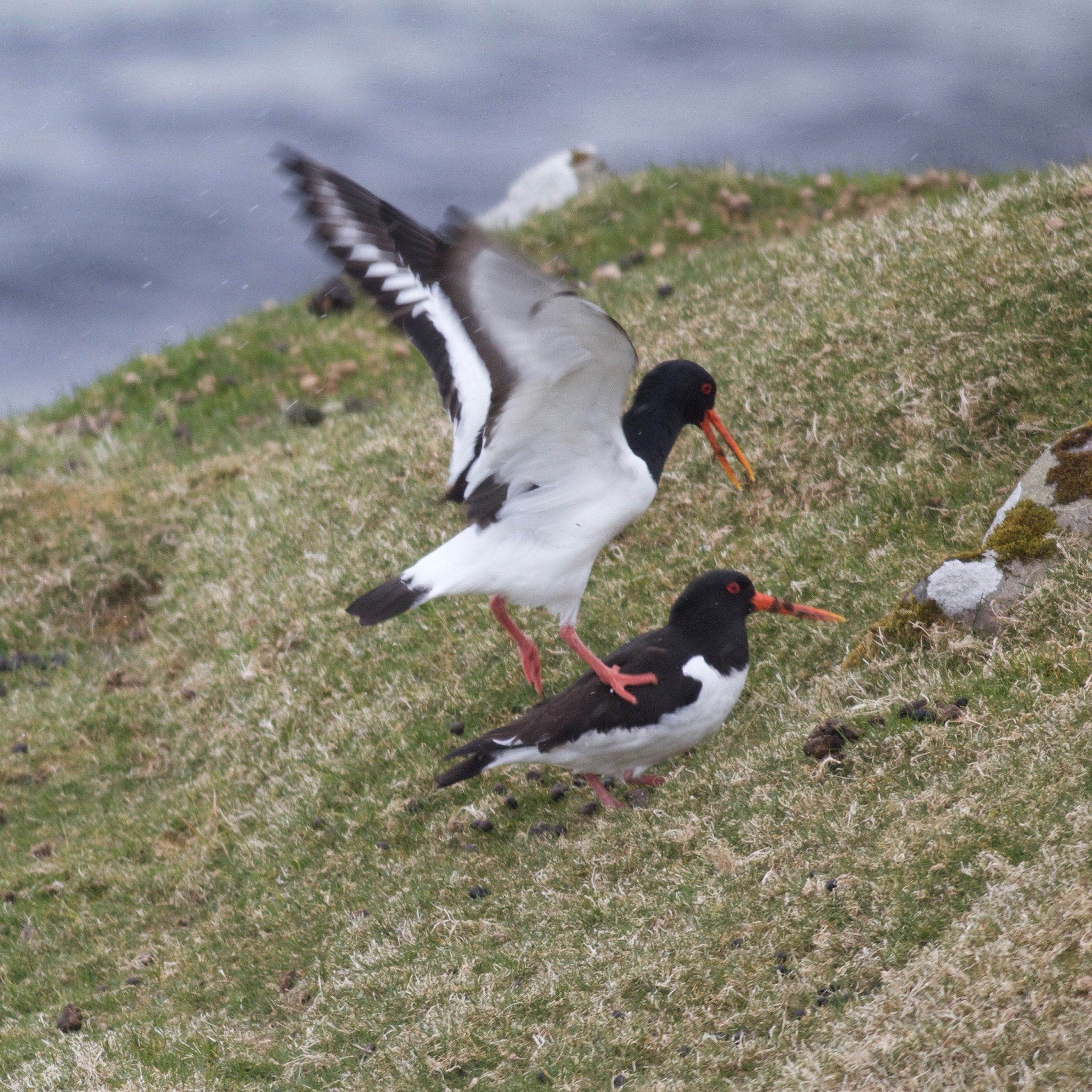 Canon EOS 7D + Canon EF 500mm f/4.5L sample photo. Faroe island photography