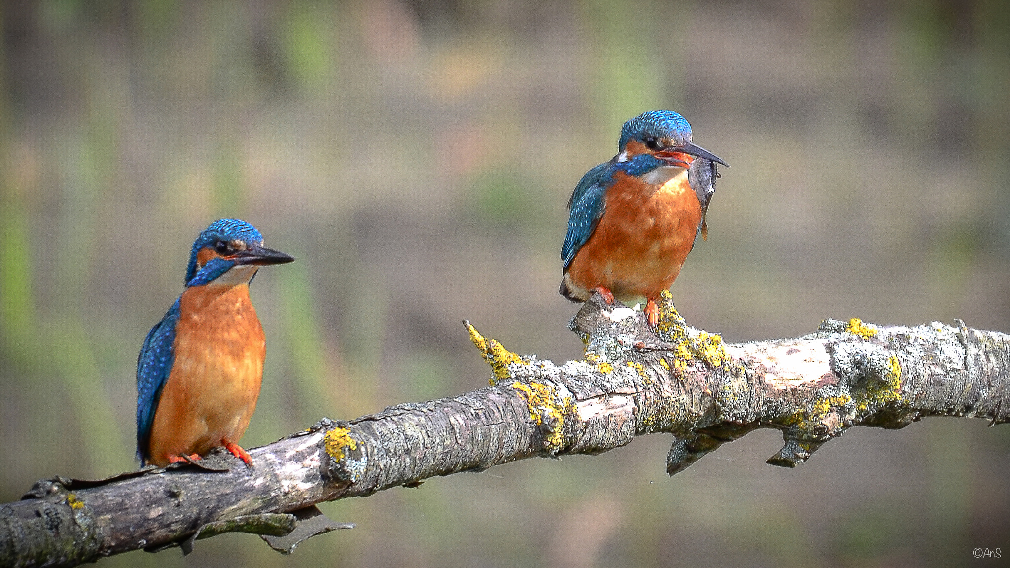 Sigma 50-500mm F4.5-6.3 DG OS HSM sample photo. Kingfishers couple photography