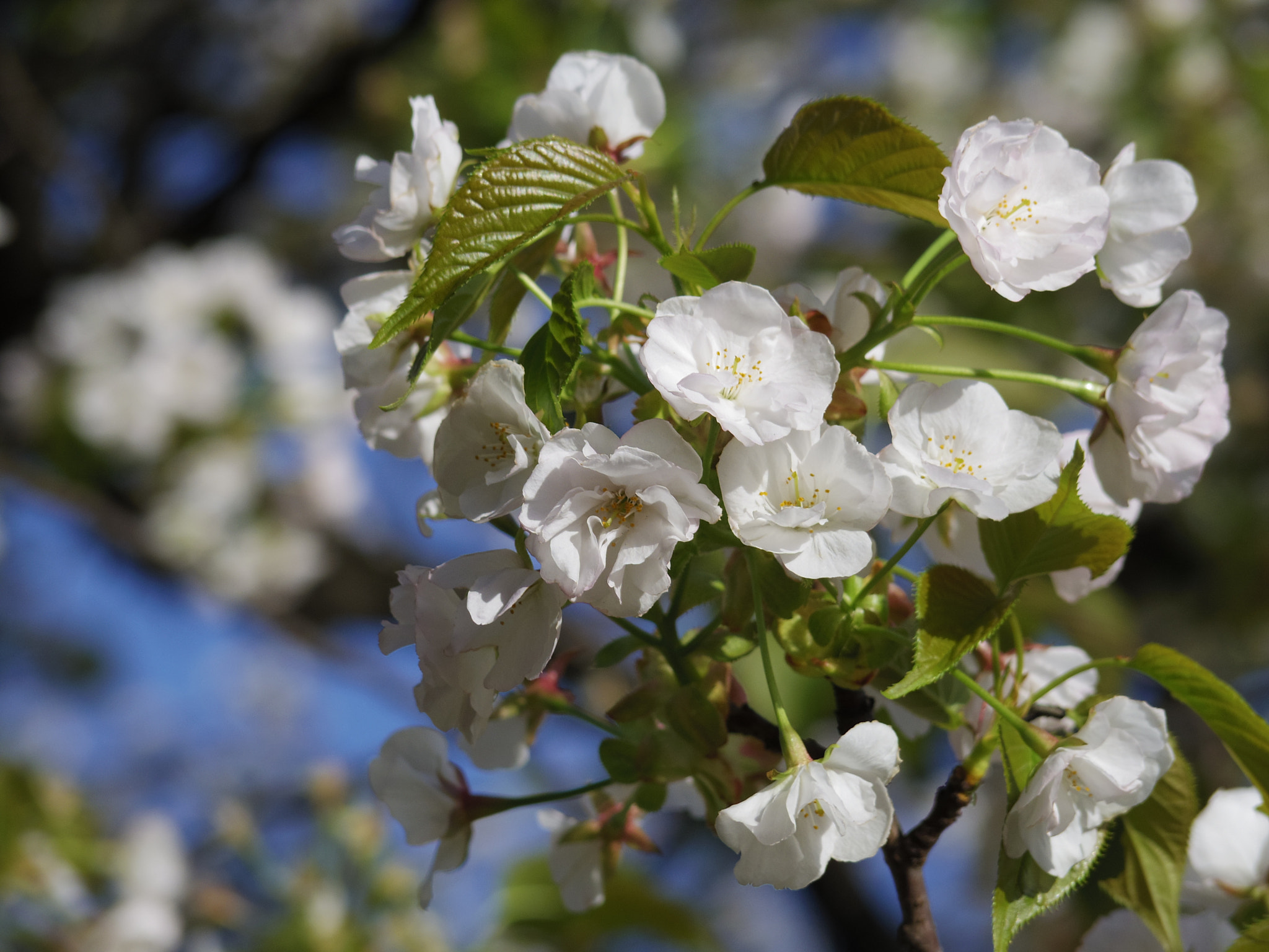 Pentax 06 Telephoto 15-45mm sample photo. 琴平 kotohira sakura photography