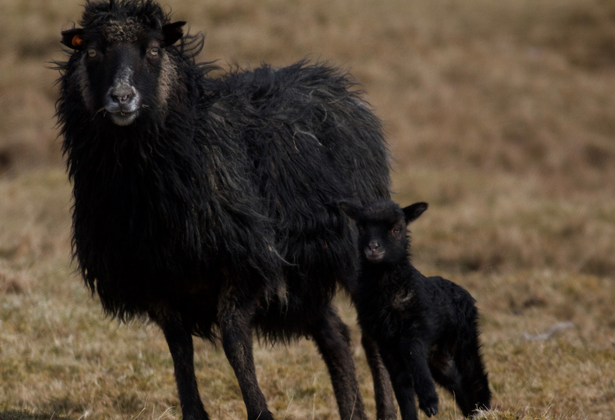 Canon EF 500mm f/4.5L sample photo. Faroe island photography