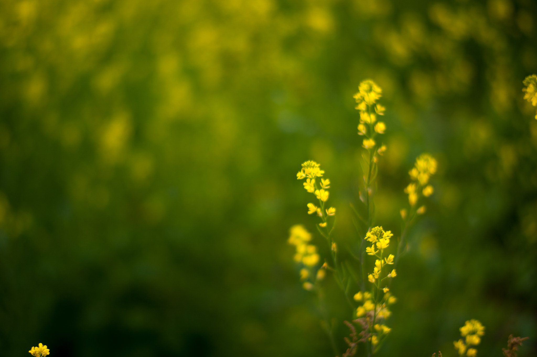 Nikon D700 + Nikon AF-S Nikkor 58mm F1.4G sample photo. 菜の花 photography