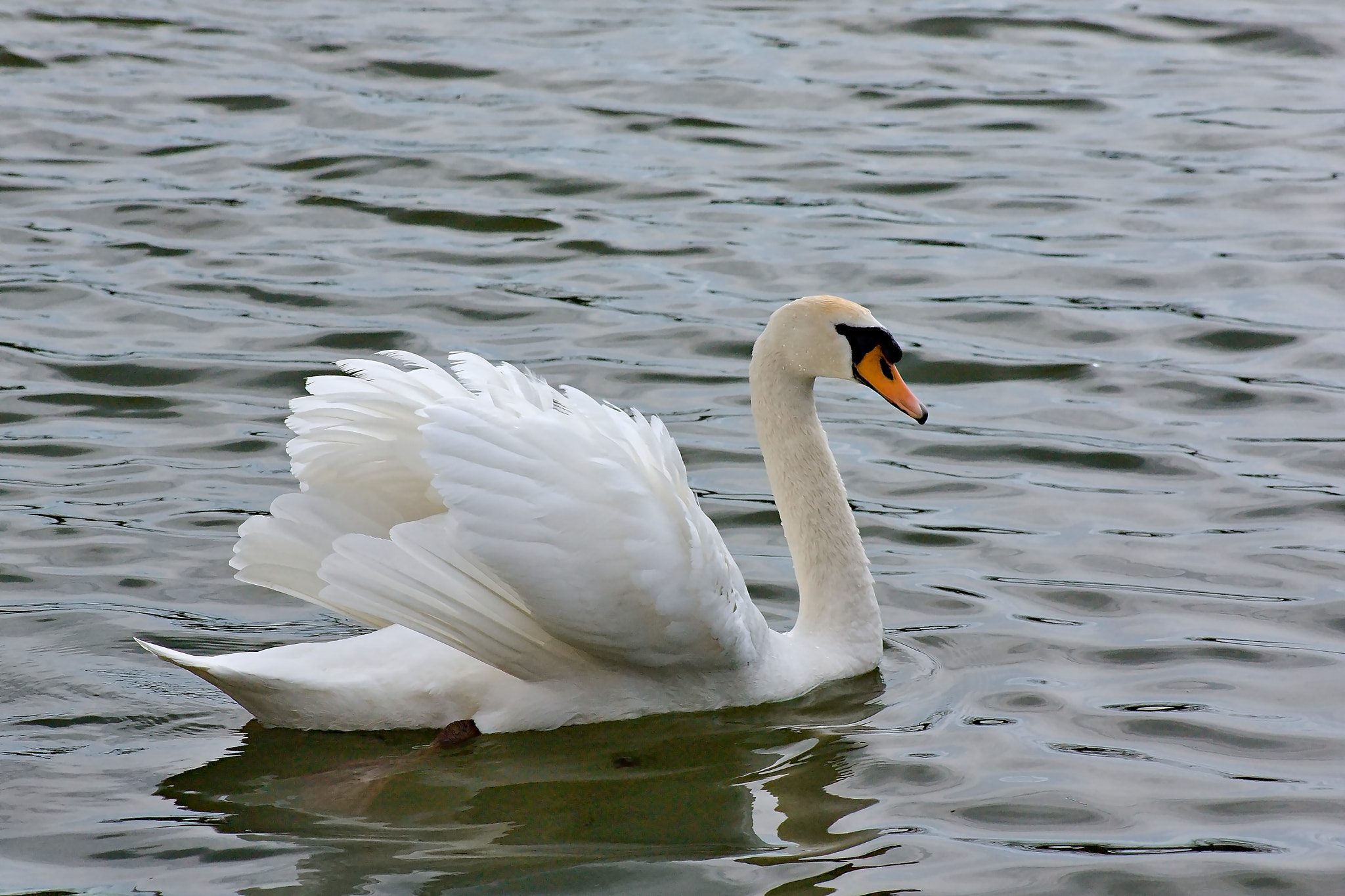 Canon EOS 450D (EOS Rebel XSi / EOS Kiss X2) + 75.00 - 300.00 mm sample photo. Swan - male photography