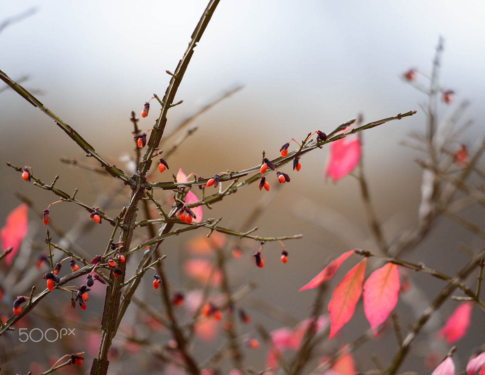 Nikon D800 + Nikon AF-S Nikkor 500mm F4G ED VR sample photo. Berries in the fall photography