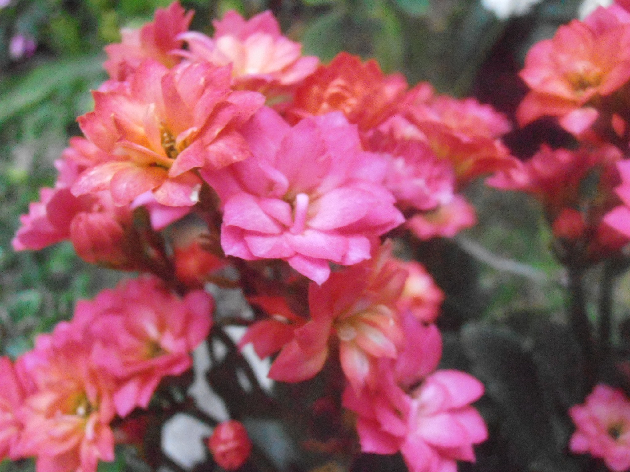 Olympus VR325,VR320,D725 sample photo. Fleur photography