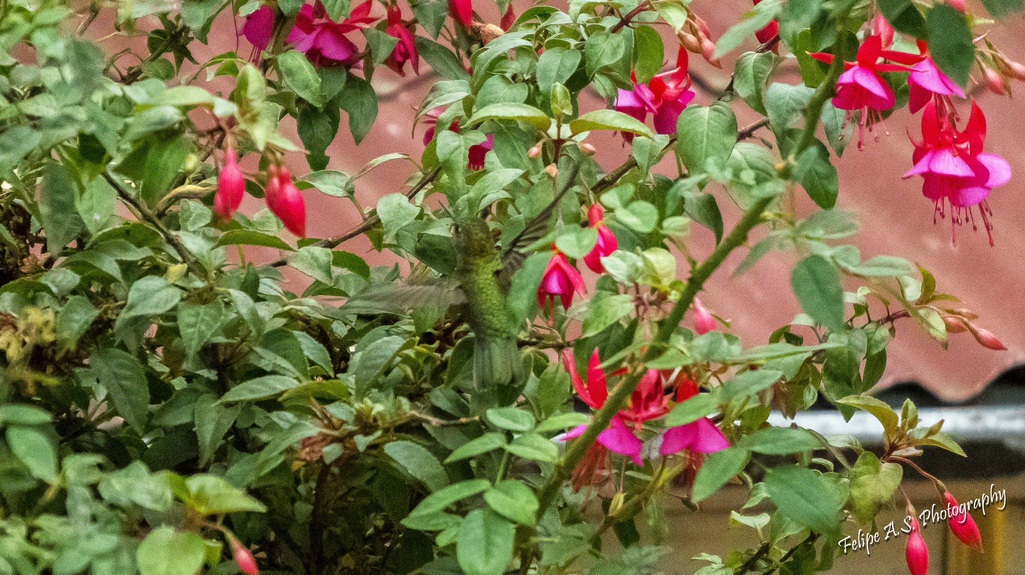 Sony Alpha a3500 sample photo. Camouflage photography