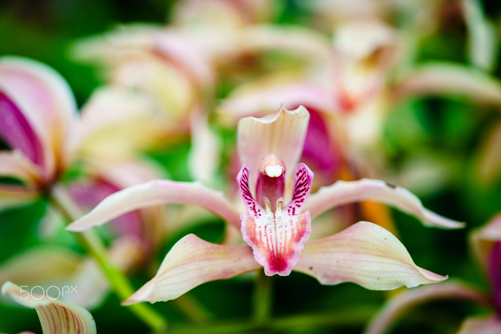 Minolta AF 100mm F2.8 Macro [New] sample photo. Cymbidium photography