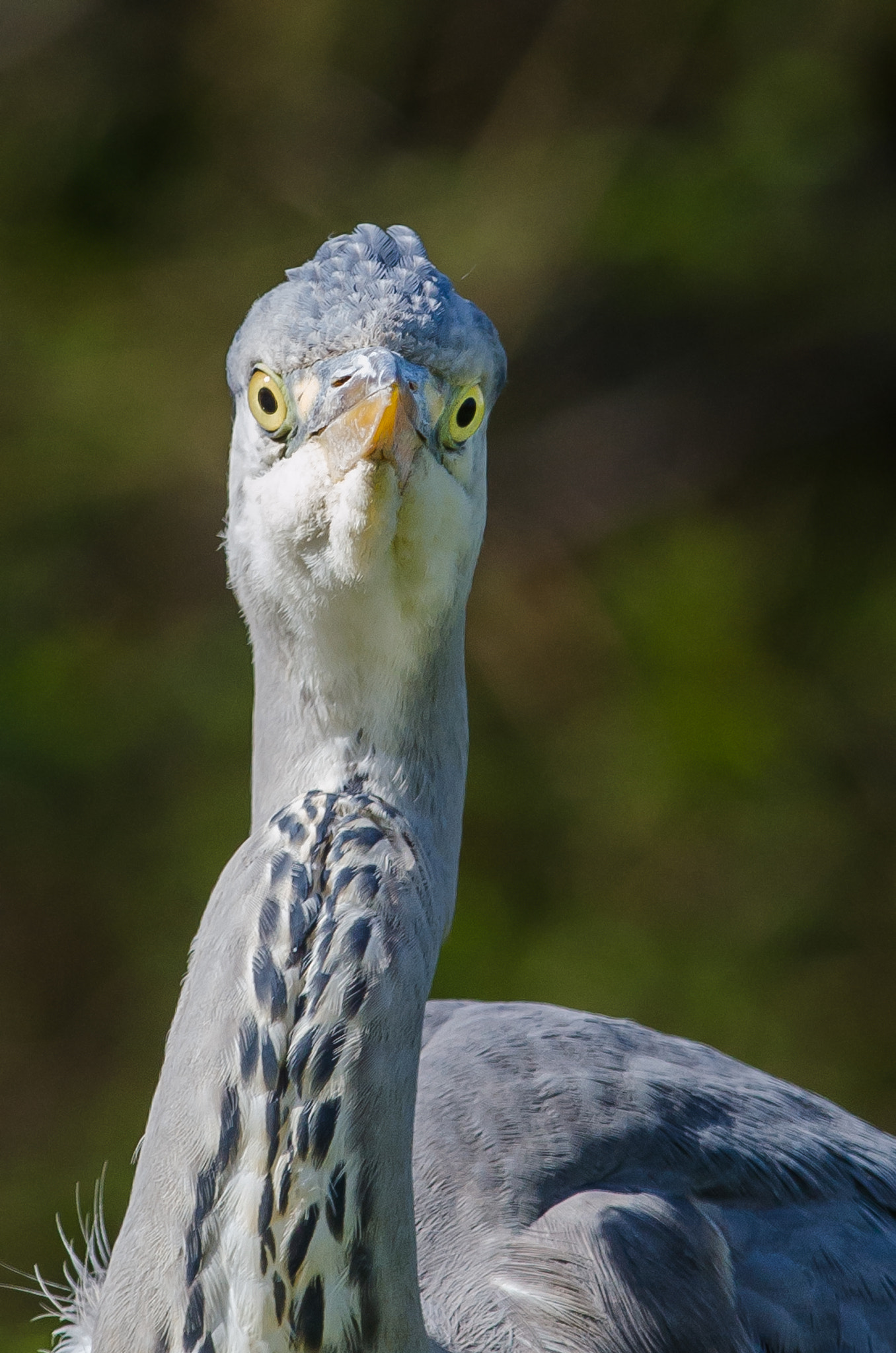 Nikon D5100 + Nikon AF-S Nikkor 300mm F4D ED-IF sample photo. Head-on heron photography