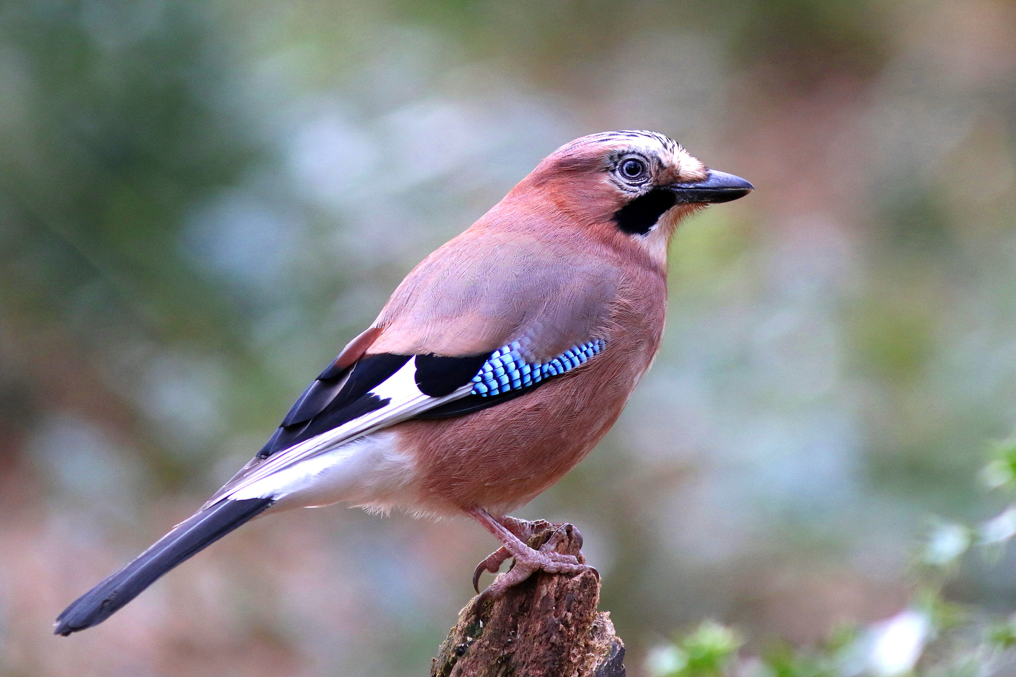 Canon EF 300mm F4L IS USM sample photo. Jay photography