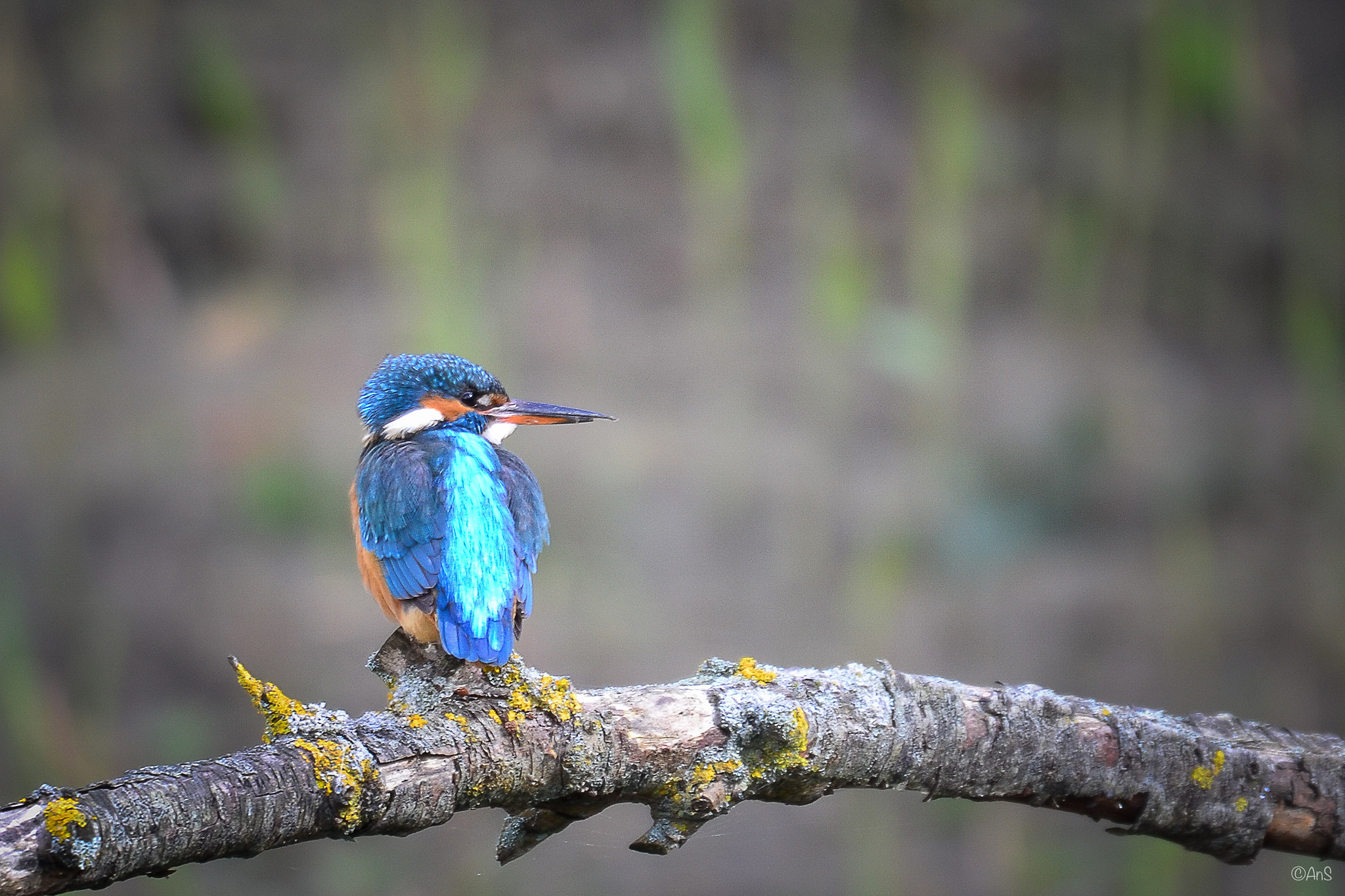 Sigma 50-500mm F4.5-6.3 DG OS HSM sample photo. Kingfisher photography